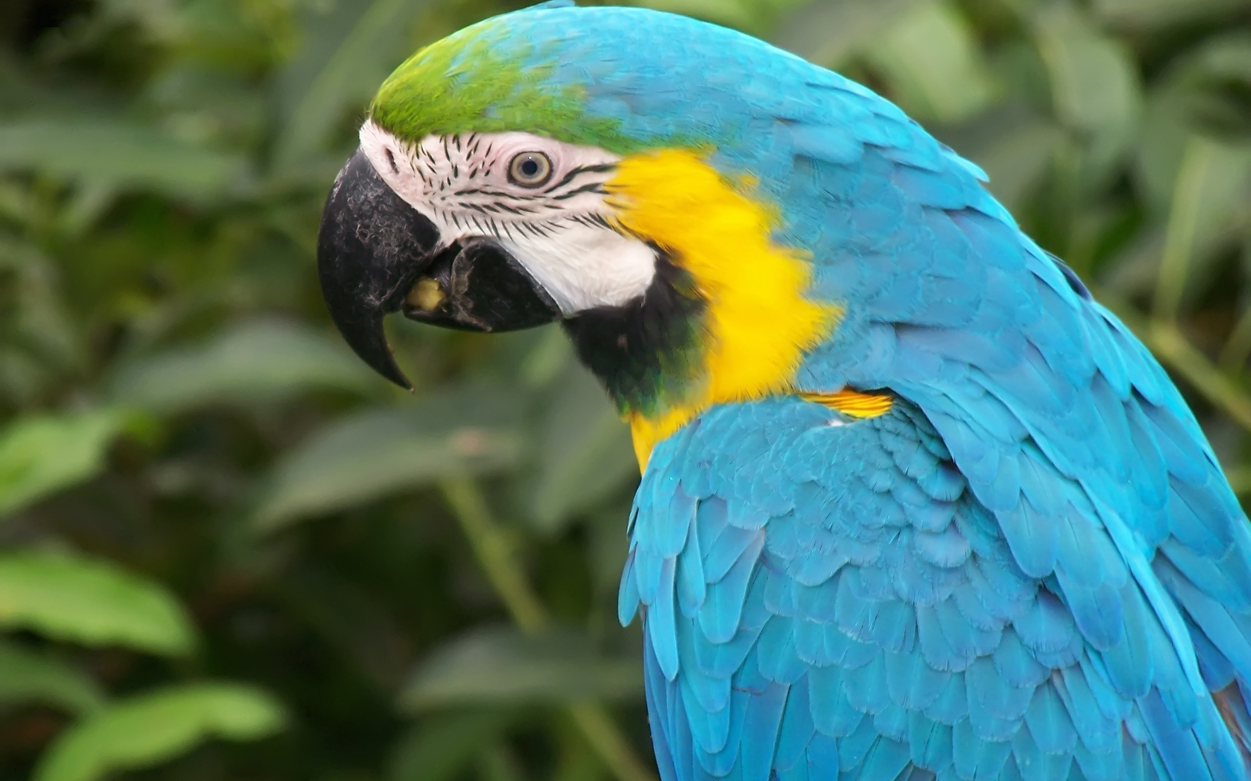 2560x1600 macaw parrot images. Â«Â«