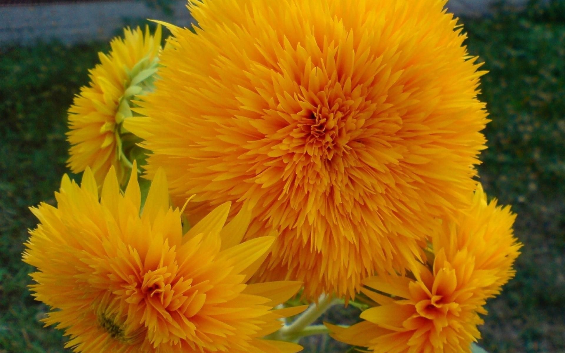 1920x1200 Nature Flowers Yellow Orange Colors Hd Wallpaper | HD Flowers Wallpaper  Free Download ...