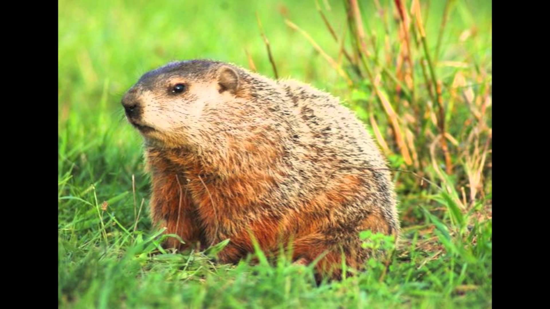 1920x1080 A Groundhog Day Tail (funny)