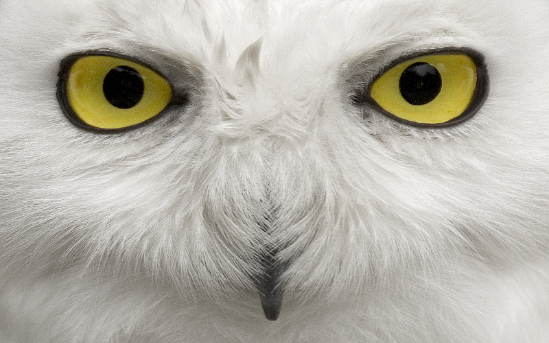 1920x1200 Animal - Snowy Owl Wallpaper