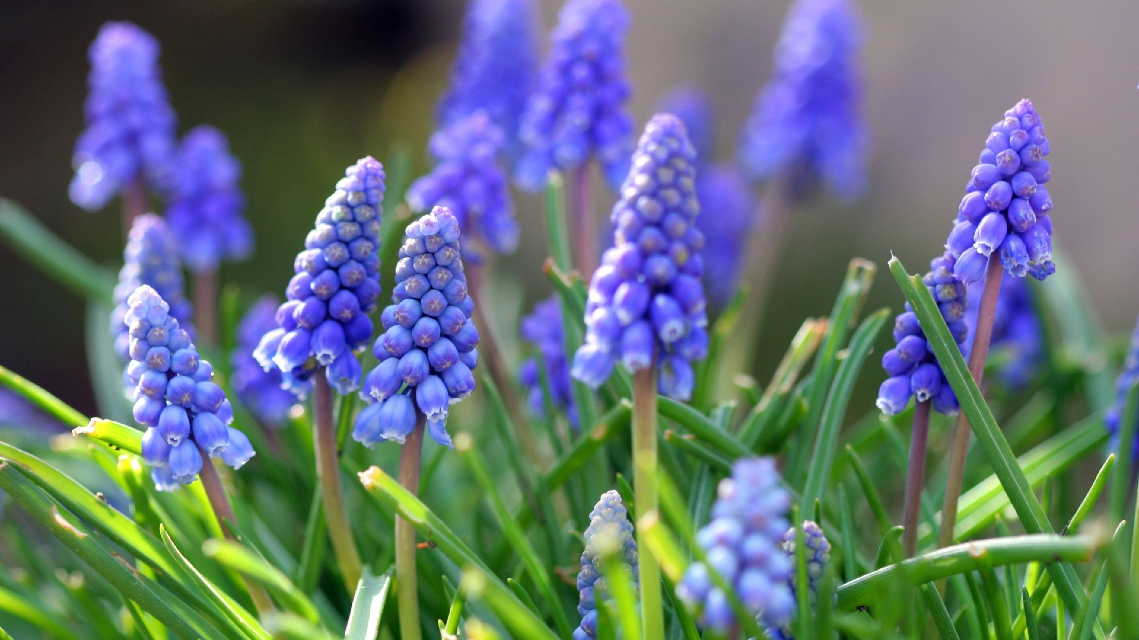 3840x2160  Wallpaper muscari, flowers, leaves, spring, nature