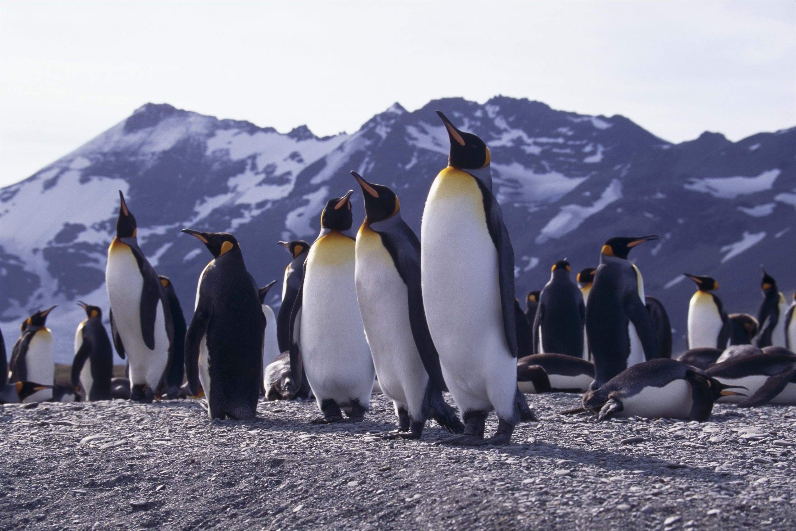 2560x1709 Free screensaver penguin