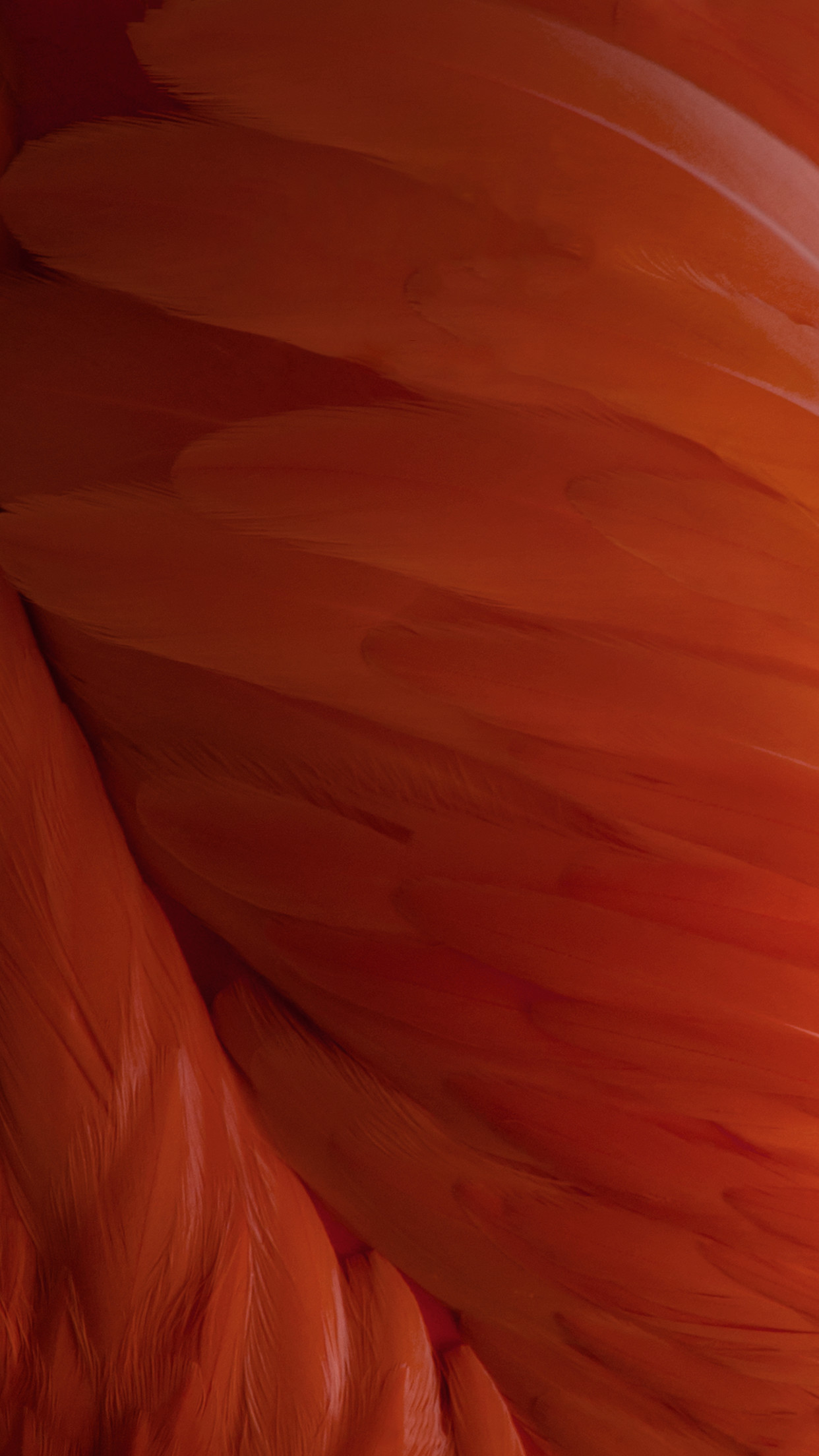 1242x2208 Red Feather Wallpaper