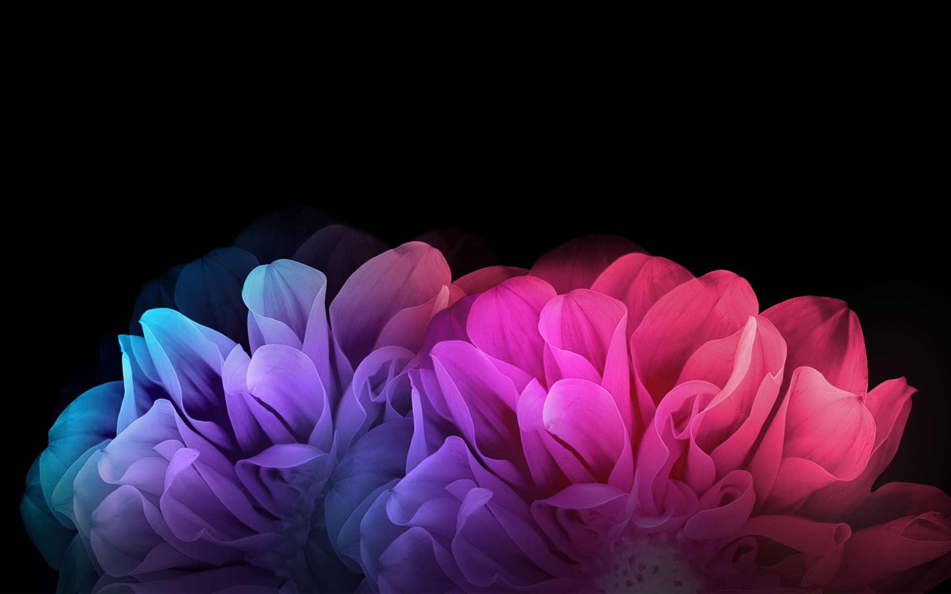 Download A Colorful Flower Wallpaper On A Black Background Wallpaper   Wallpaperscom