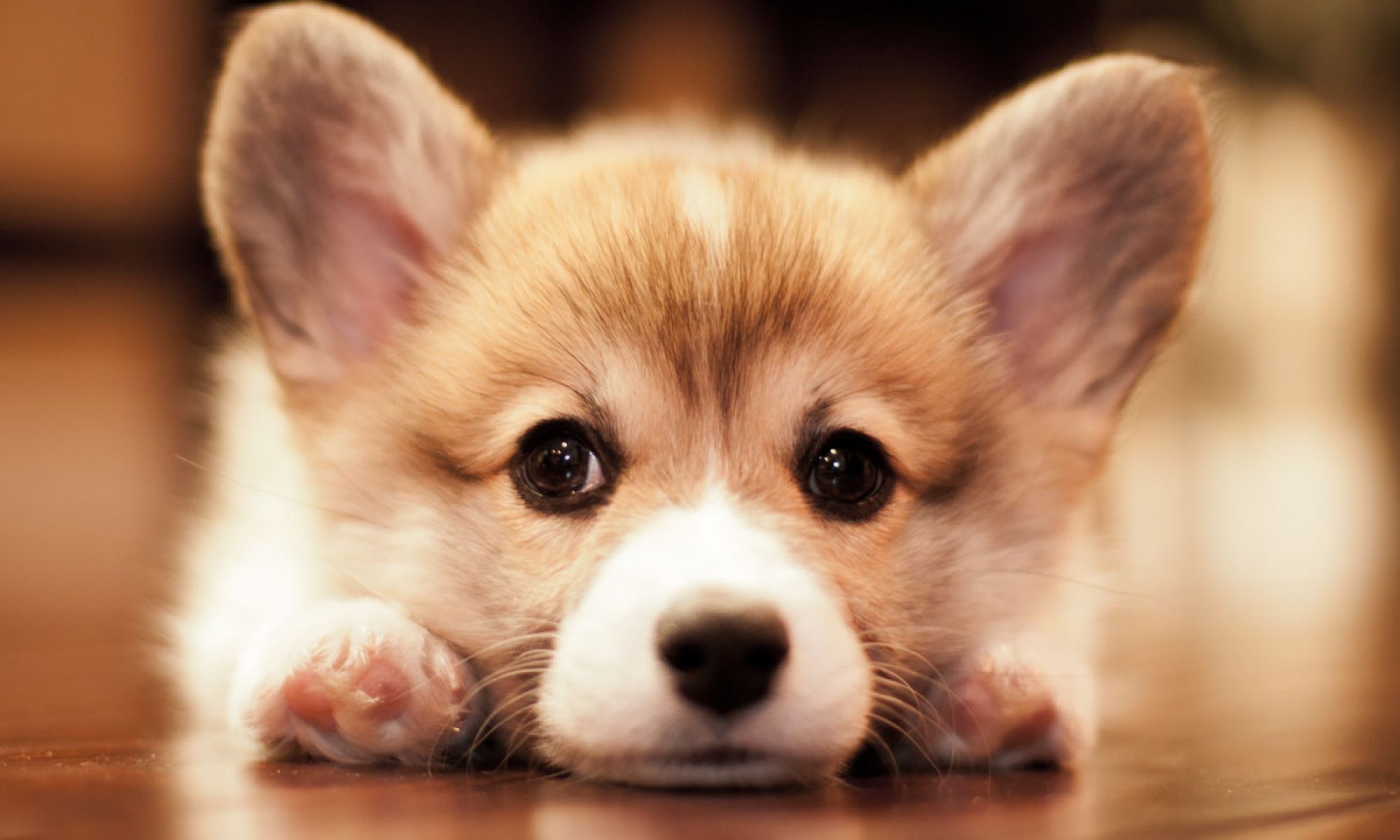 corgi pup