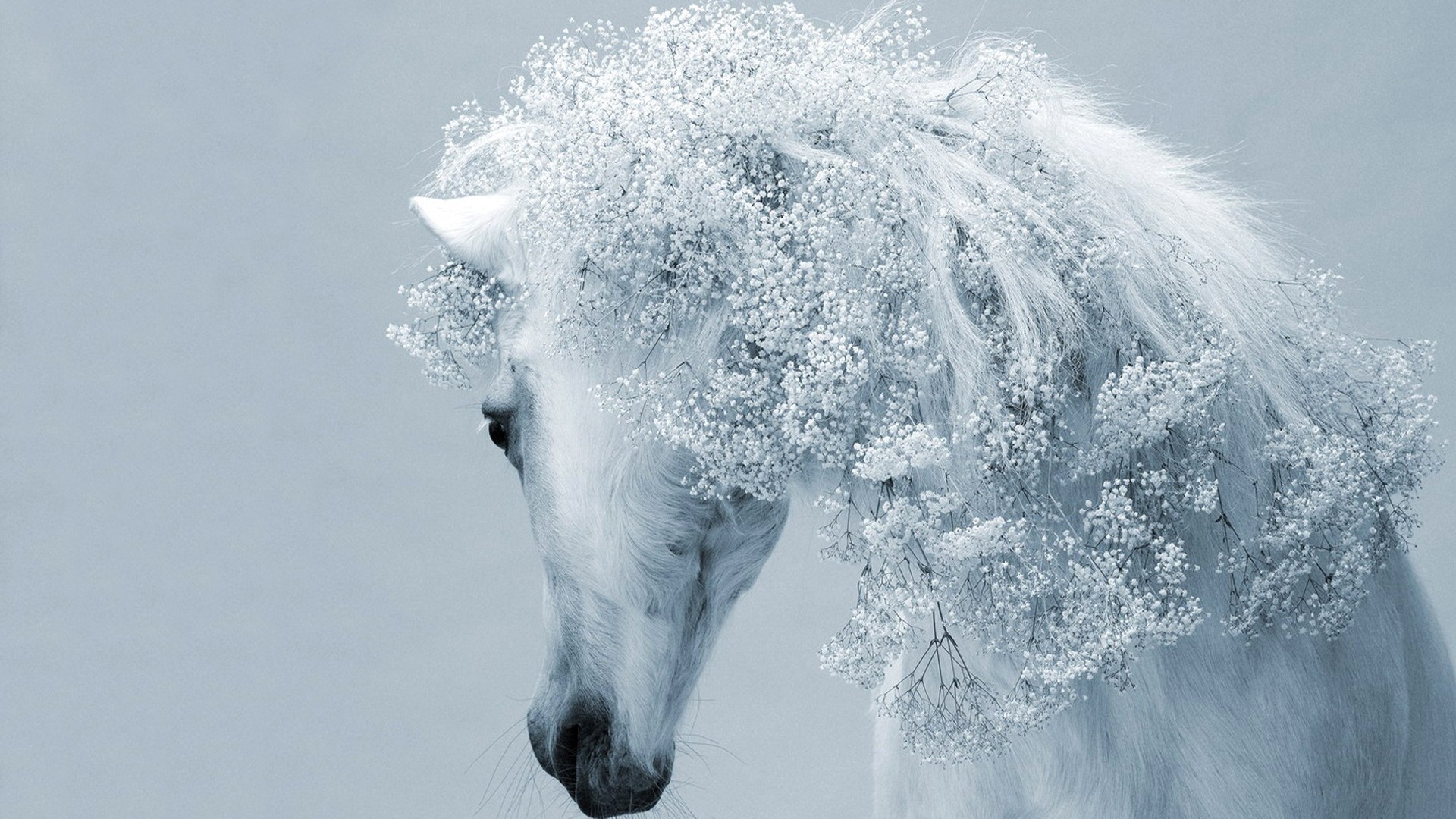 1920x1080 White-Horse-Wallpaper-HD - Magic4Walls.com