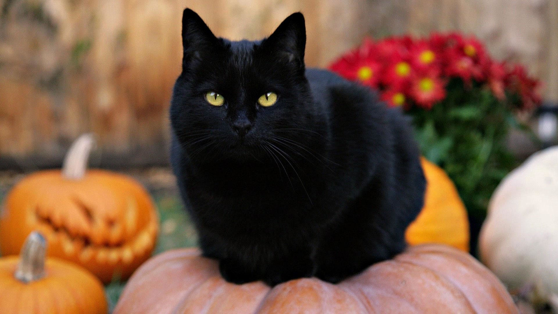 1920x1080 Black-Cat-On-Top-Of-a-Pumpkin-Wallpaper-