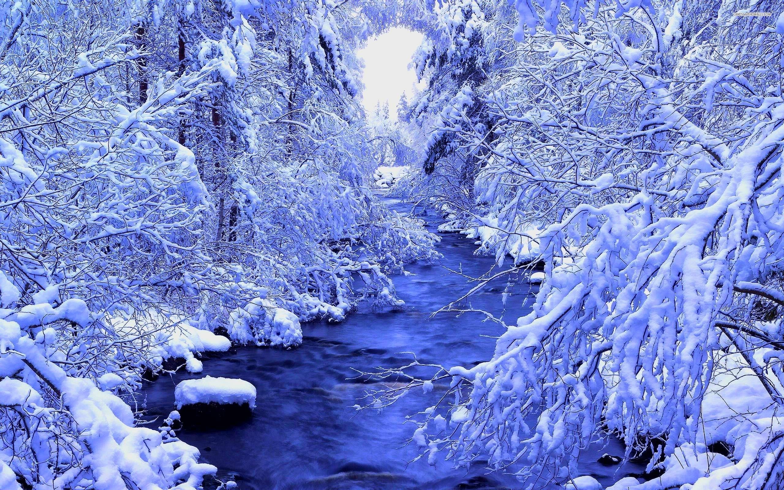 2560x1600 River In The Beautiful Winter Forest