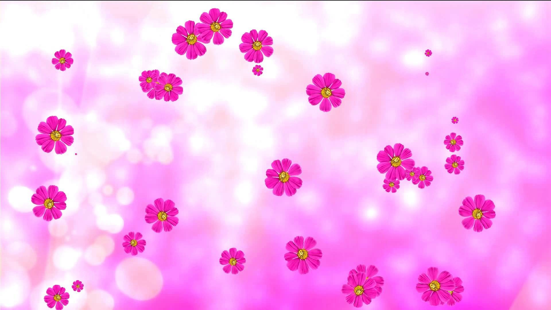1920x1080 Purple animated flowers and pink background. Flower background. Stock  footage in HD. - YouTube