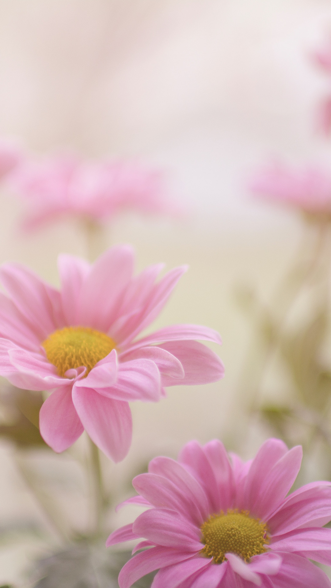 1080x1920 Pink And Daisy iPhone Wallpaper