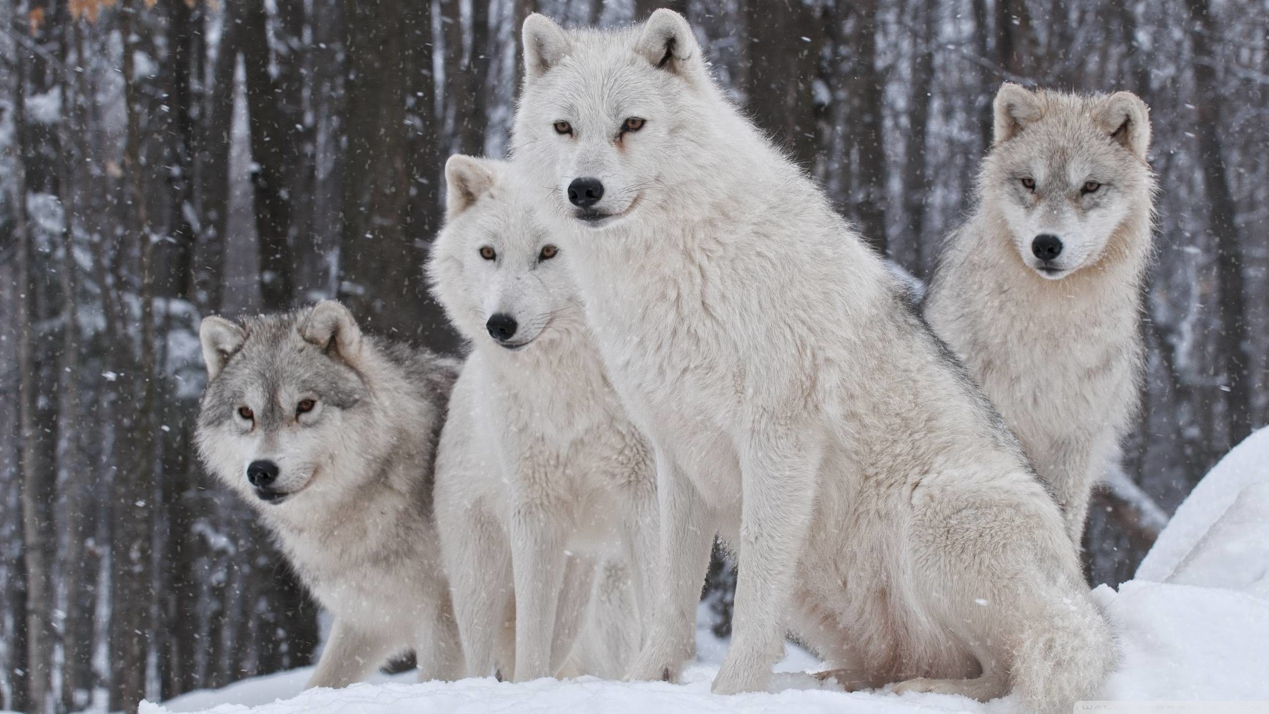 2560x1440 Wallpapers For > Animated Wolf Pack Wallpapers