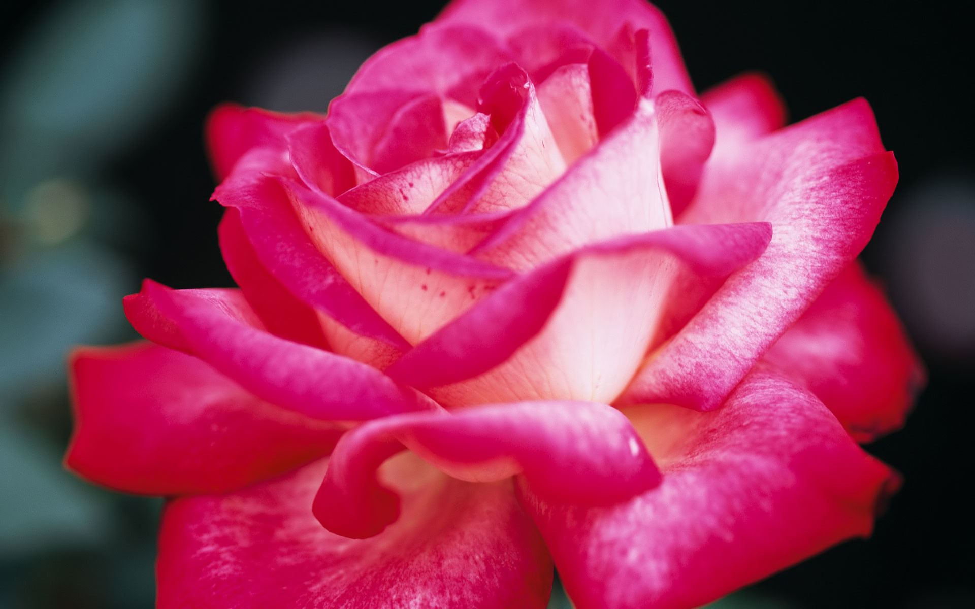 1920x1200 Pink Rose