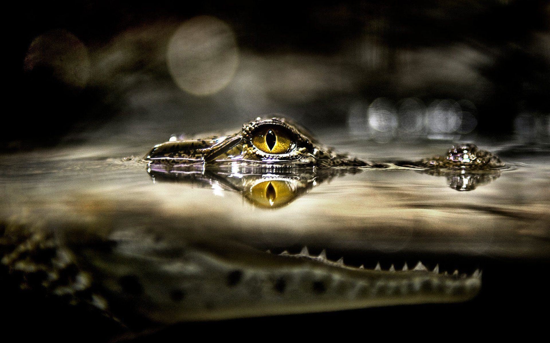 1920x1200 16 Reptile HD Wallpapers | Backgrounds - Wallpaper Abyss