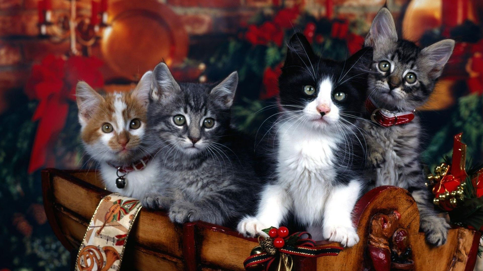 1920x1080 hd pics photos cute attractive christmas cats decorations hd quality desktop  background wallpaper