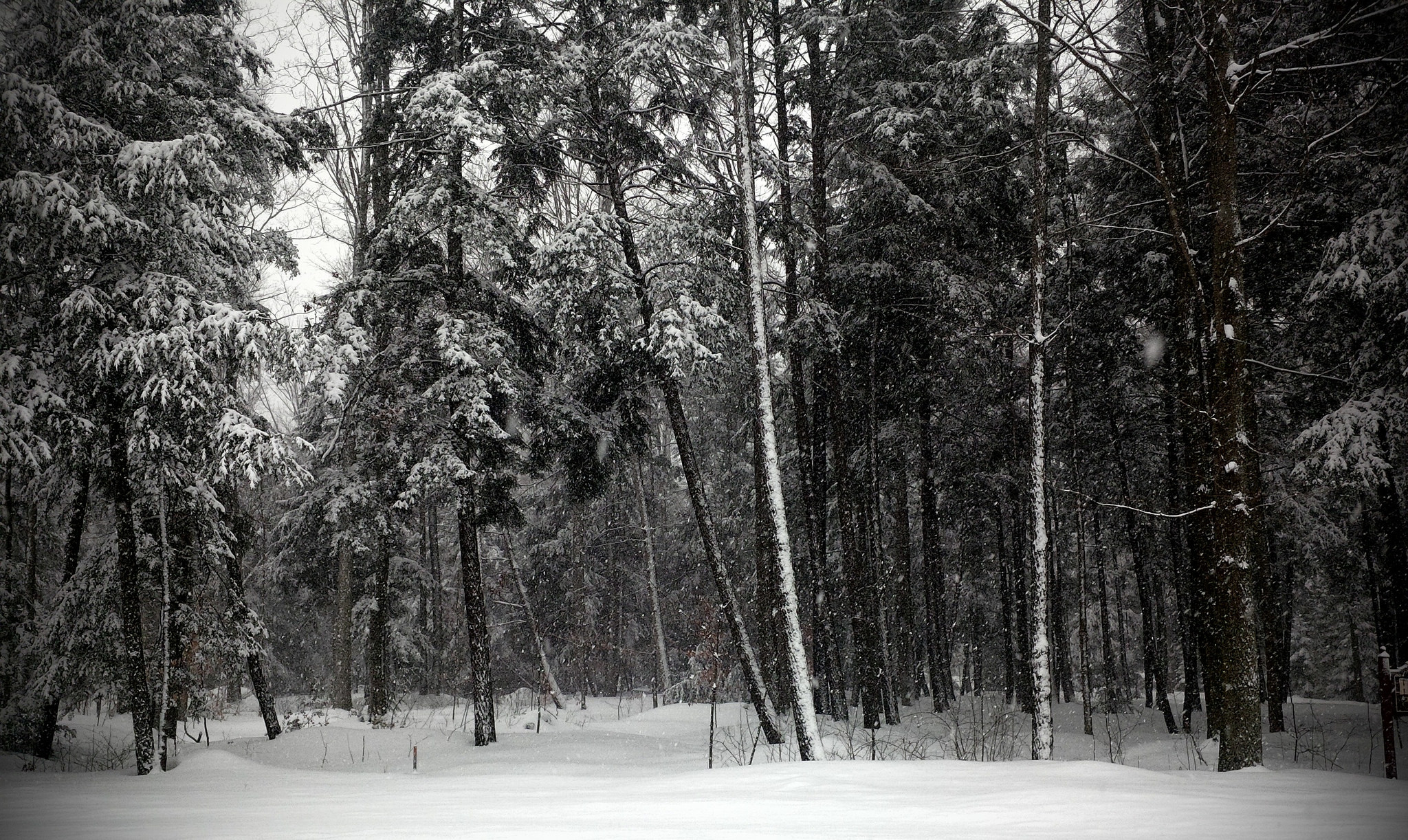 2048x1222 Winter woods OC [1600x955] ...