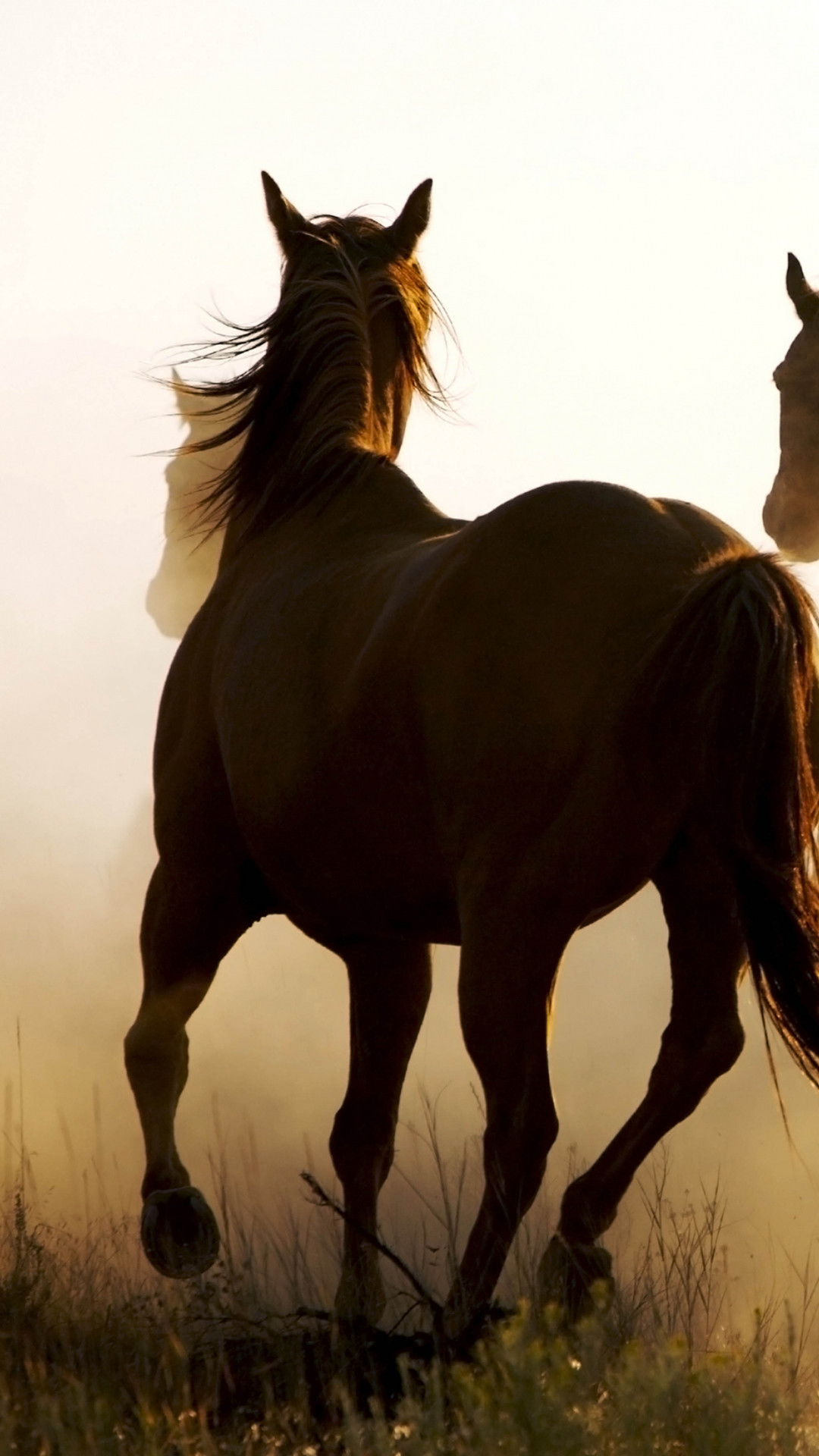 1080x1920 Preview wallpaper horse, cowboy, lasso 