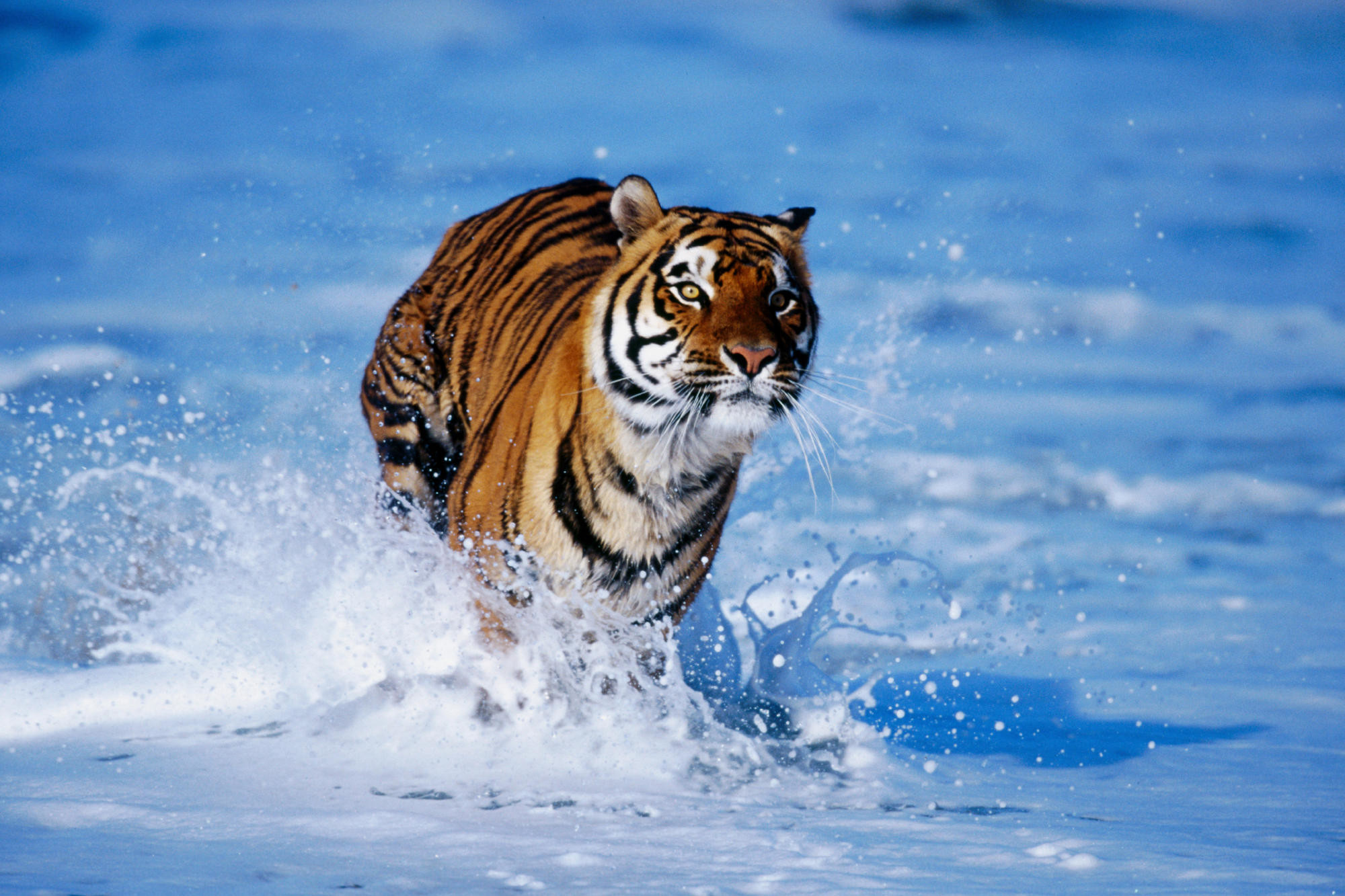2000x1333 bengal tigers pictures