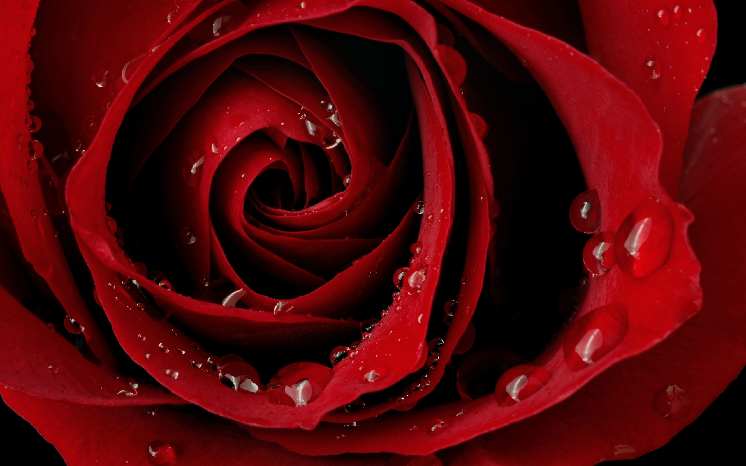 2560x1600 Red roses wallpaper | Wallpaper Wide HD