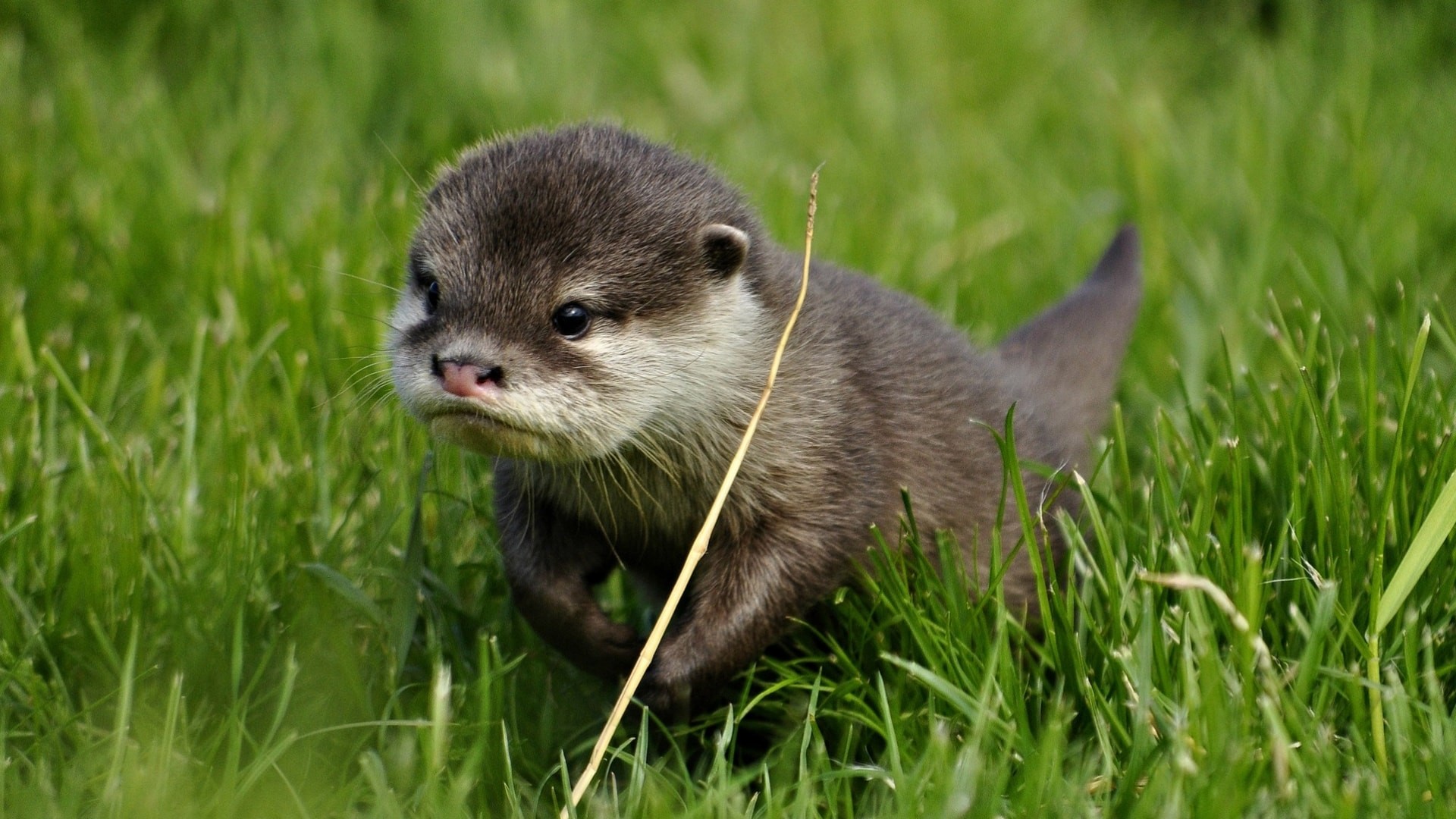 1920x1080 ... Otter HD pictures Otter full hd wallpapers