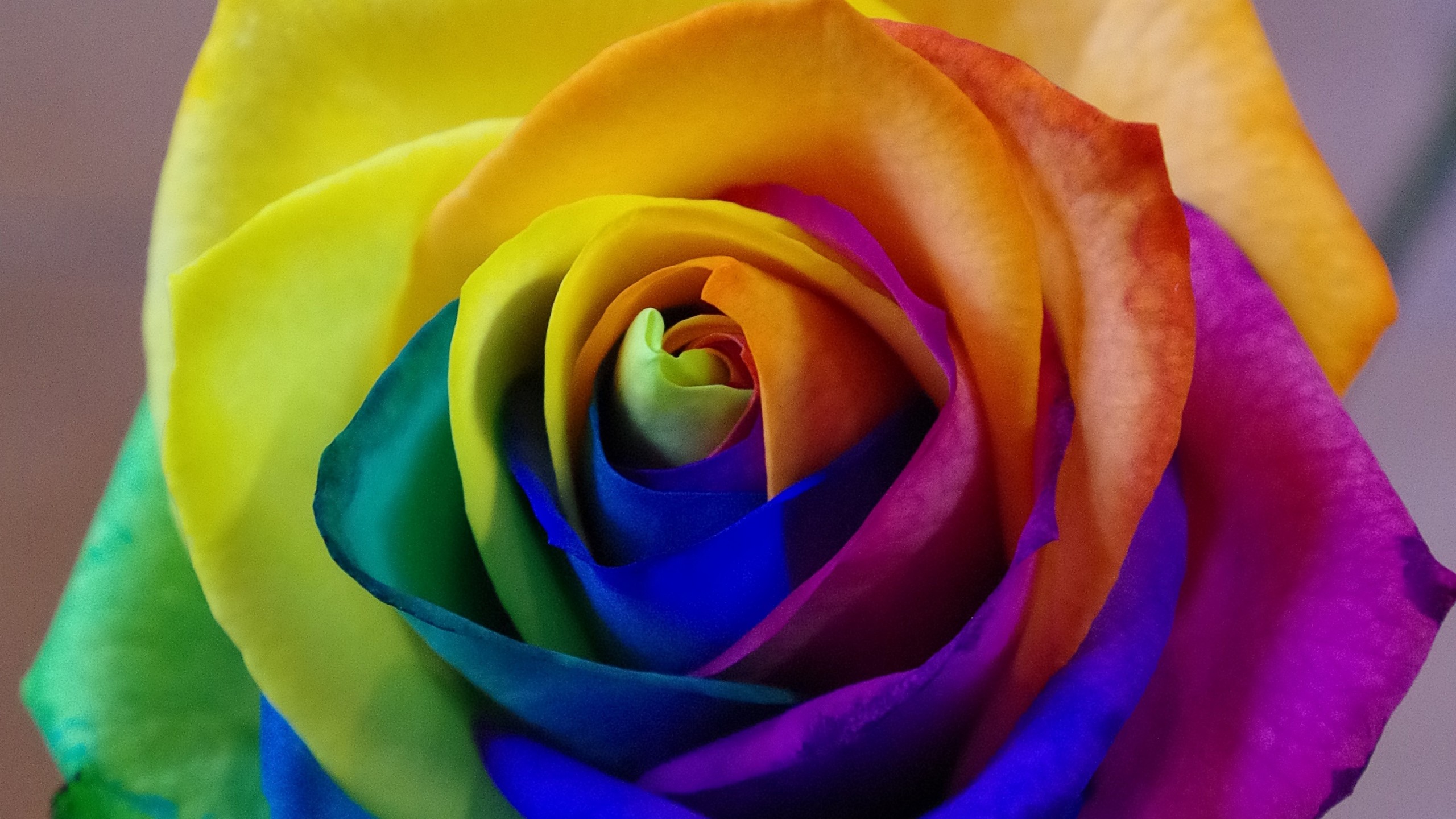 2560x1440 HD Wallpaper Rose Flower, Rainbow, Bud, Multicolored