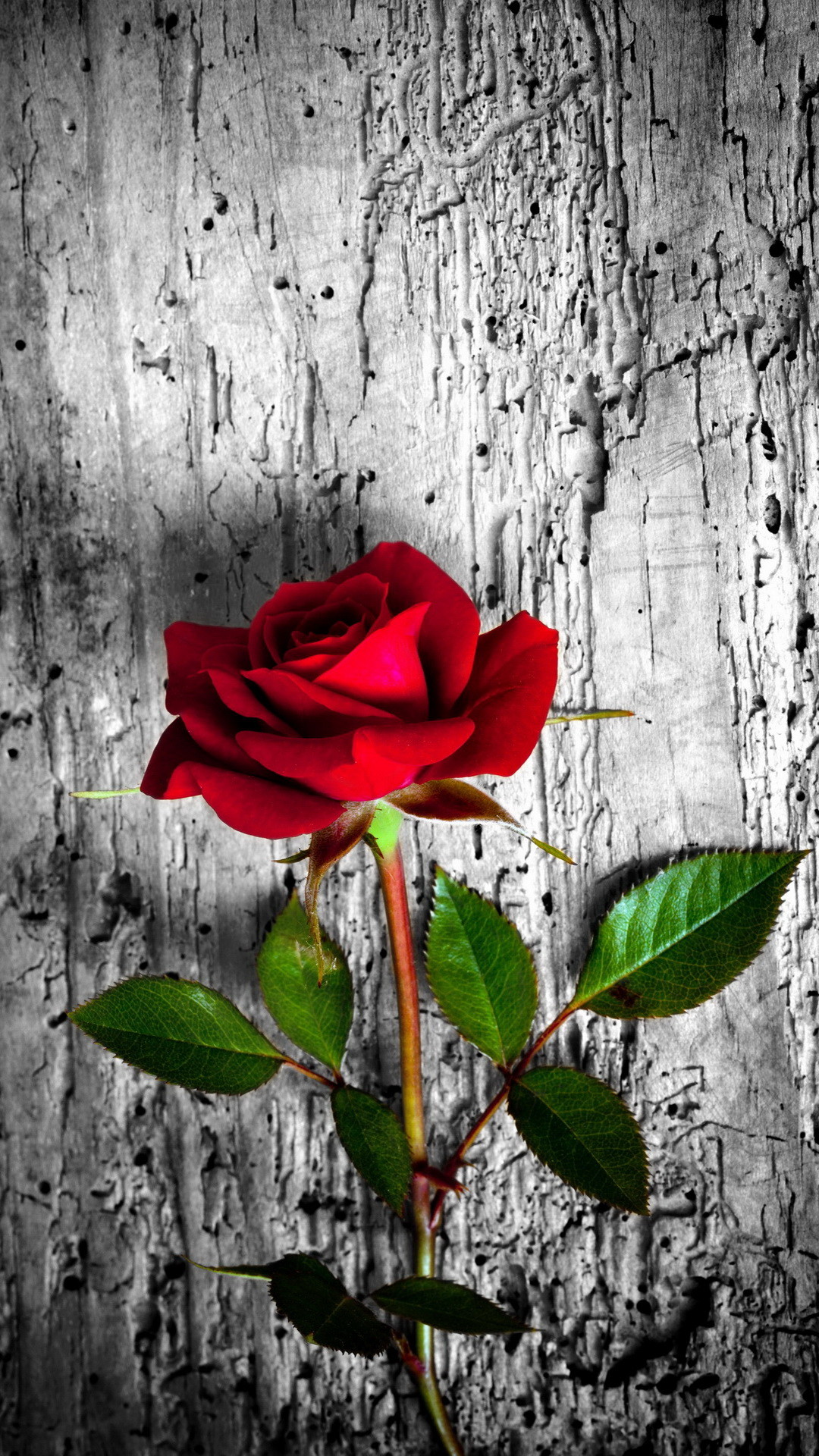 1080x1920 Red rose. 26 Happy Valentine's Day Roses/flowers Wallpapers for iPhone -  @mobile9