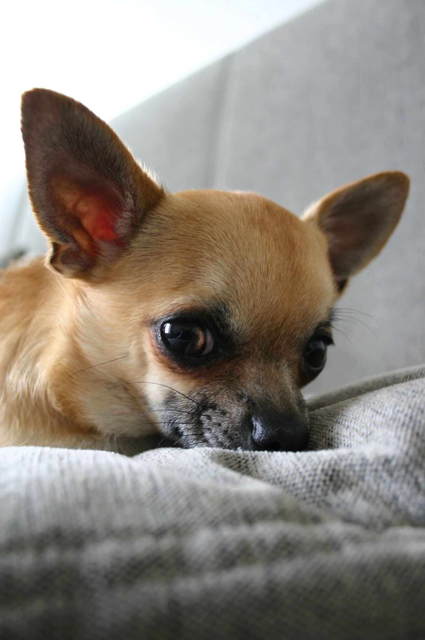 1360x2048 Chihuahua dog lovers images Chihuahua HD wallpaper and background photos
