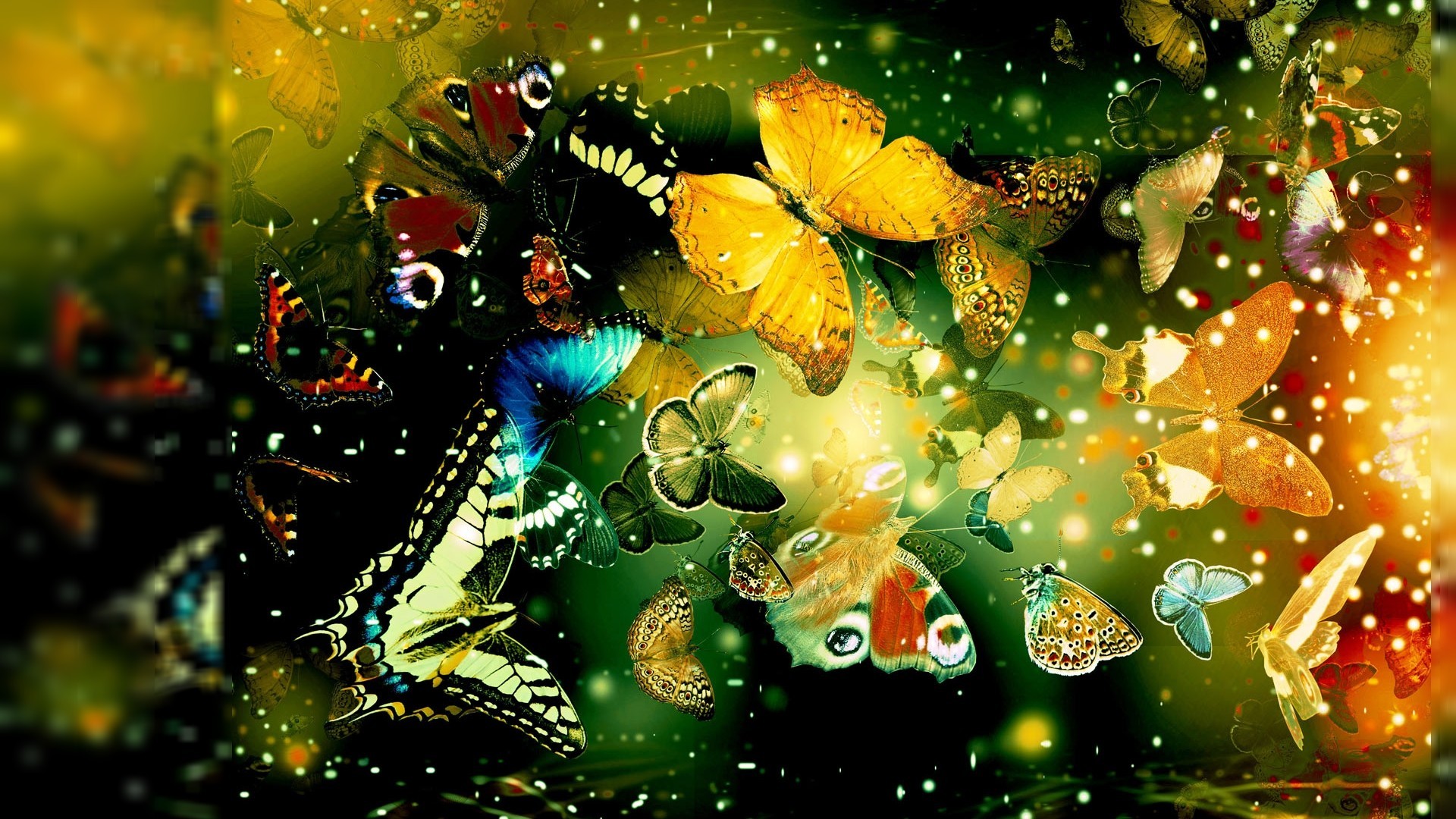 1920x1080 butterfly pictures for desktop background download
