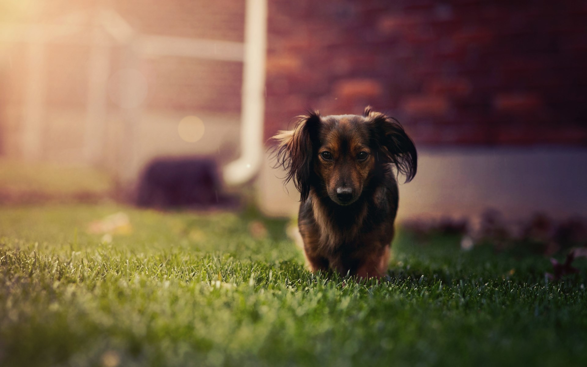 1920x1200 #1947271, dachshund category - HD Widescreen Wallpapers - dachshund pic