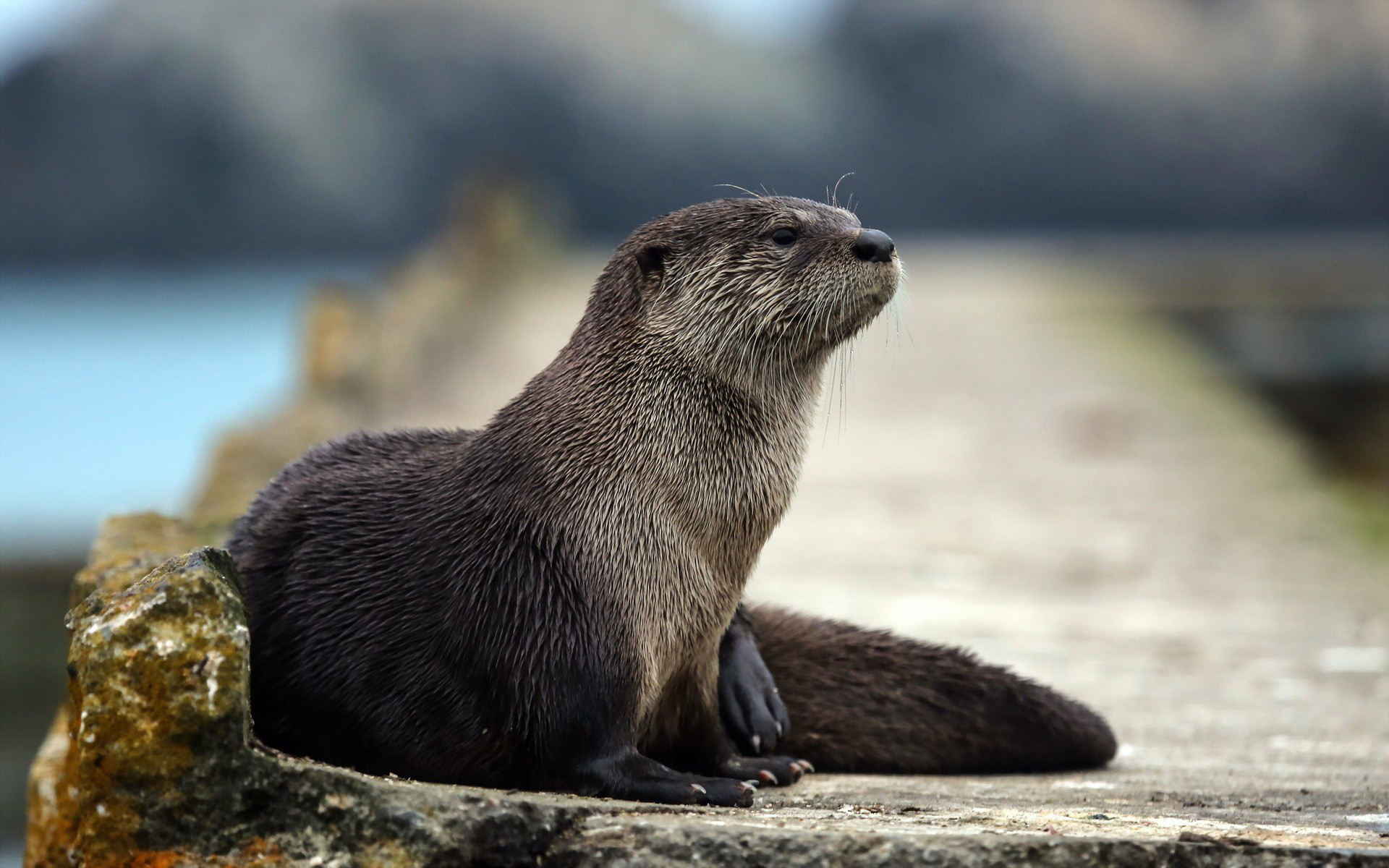1920x1200 Otters images Otter HD wallpaper and background photos