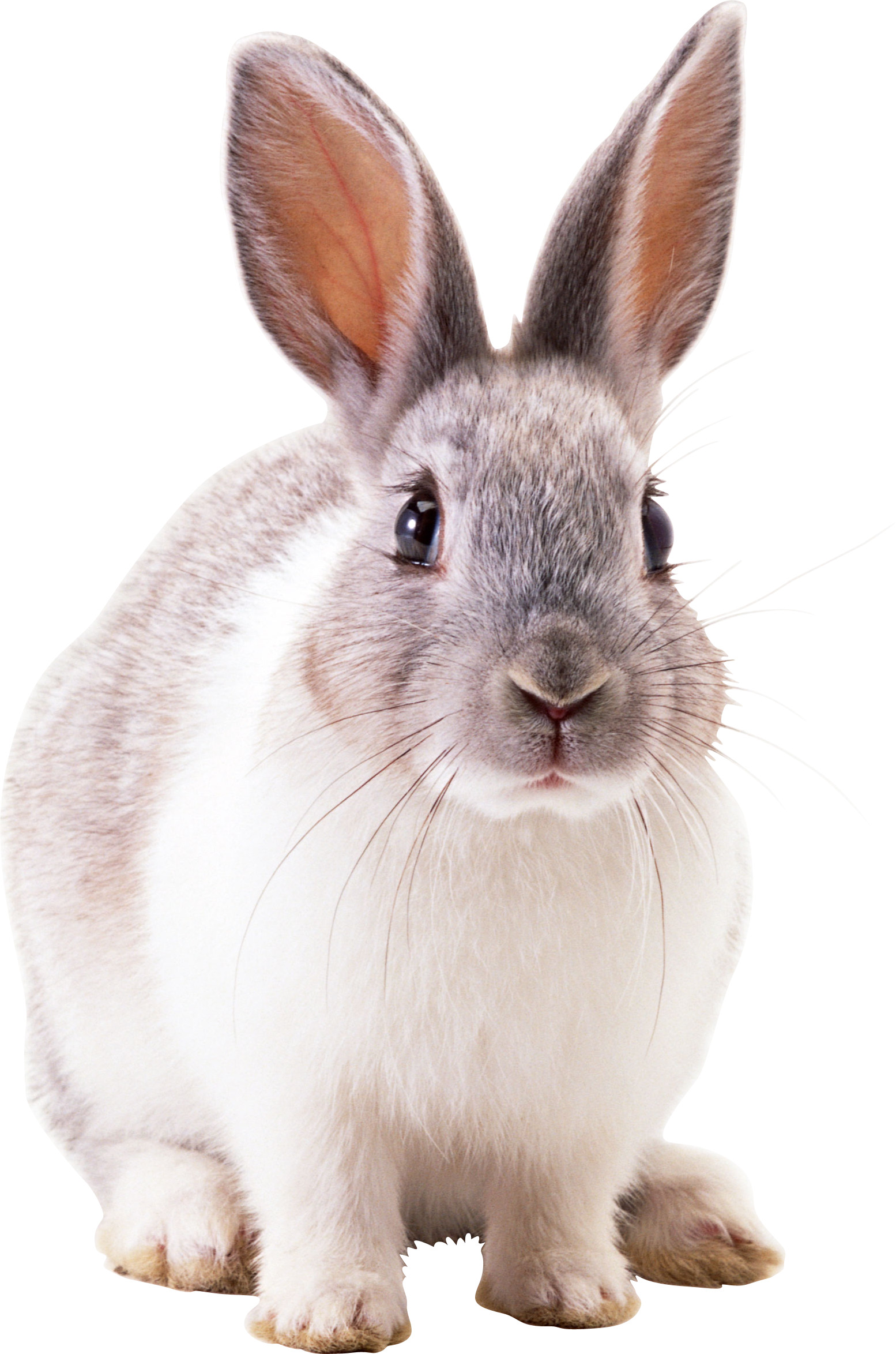 1554x2347 Rabbit Png, Rabbit Pictures, Animal Pictures, Animals Beautiful, Beautiful  Creatures, Baby