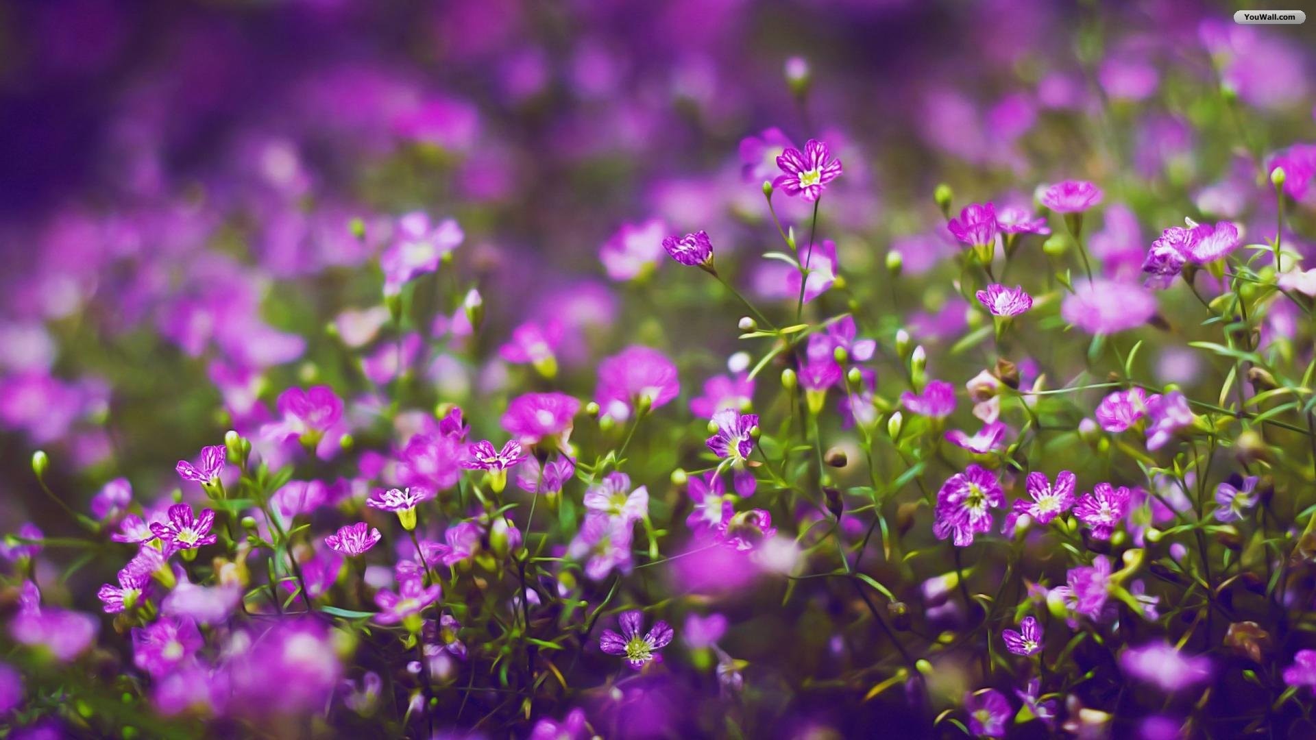 1920x1080 of 18 Beautiful Lavender Purple Flowers HD Wallpaper For Desktop
