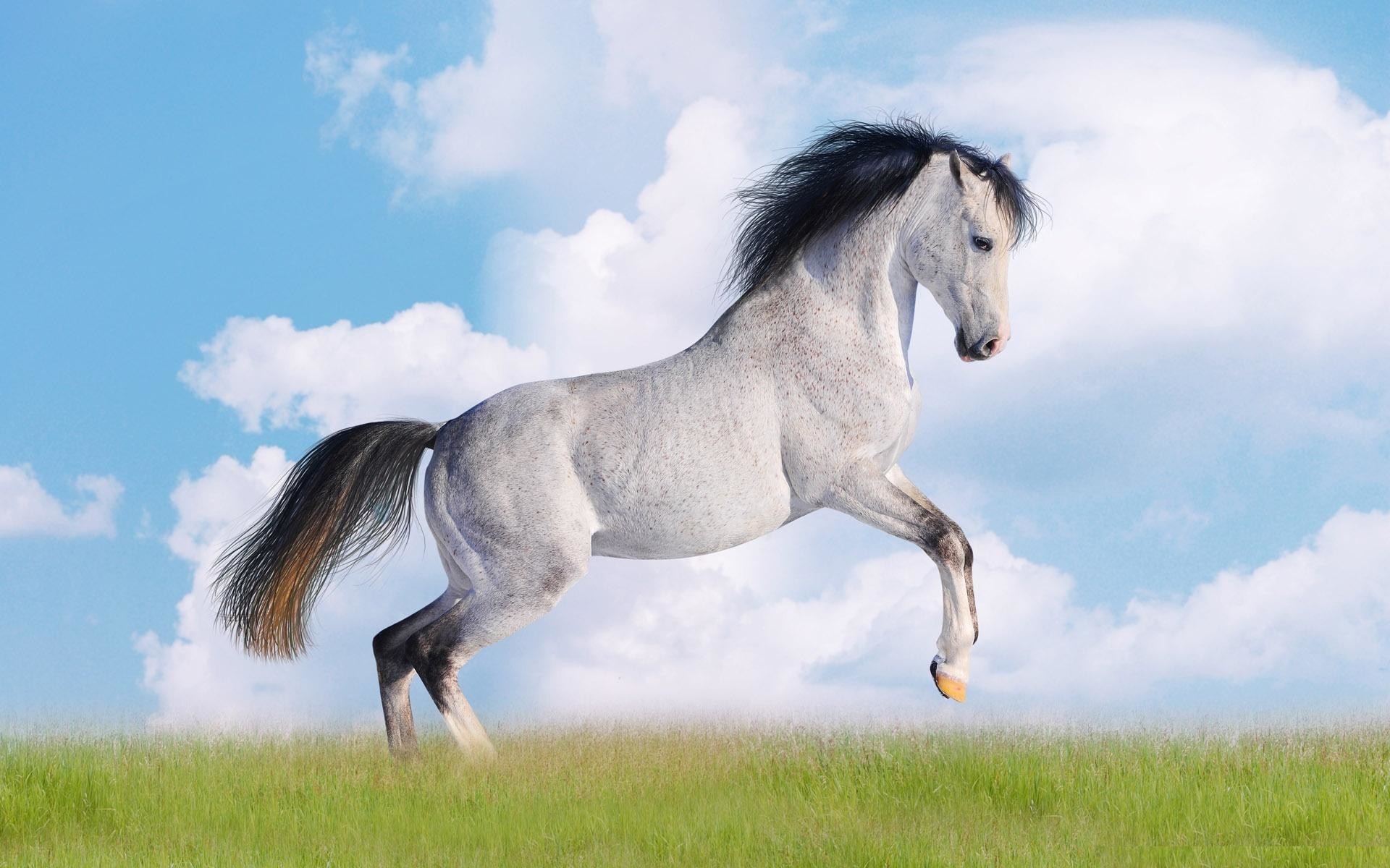 1920x1200 ... White Horse Hd Wallpapers Cool Desktop Background Pictures Widescreen  ...