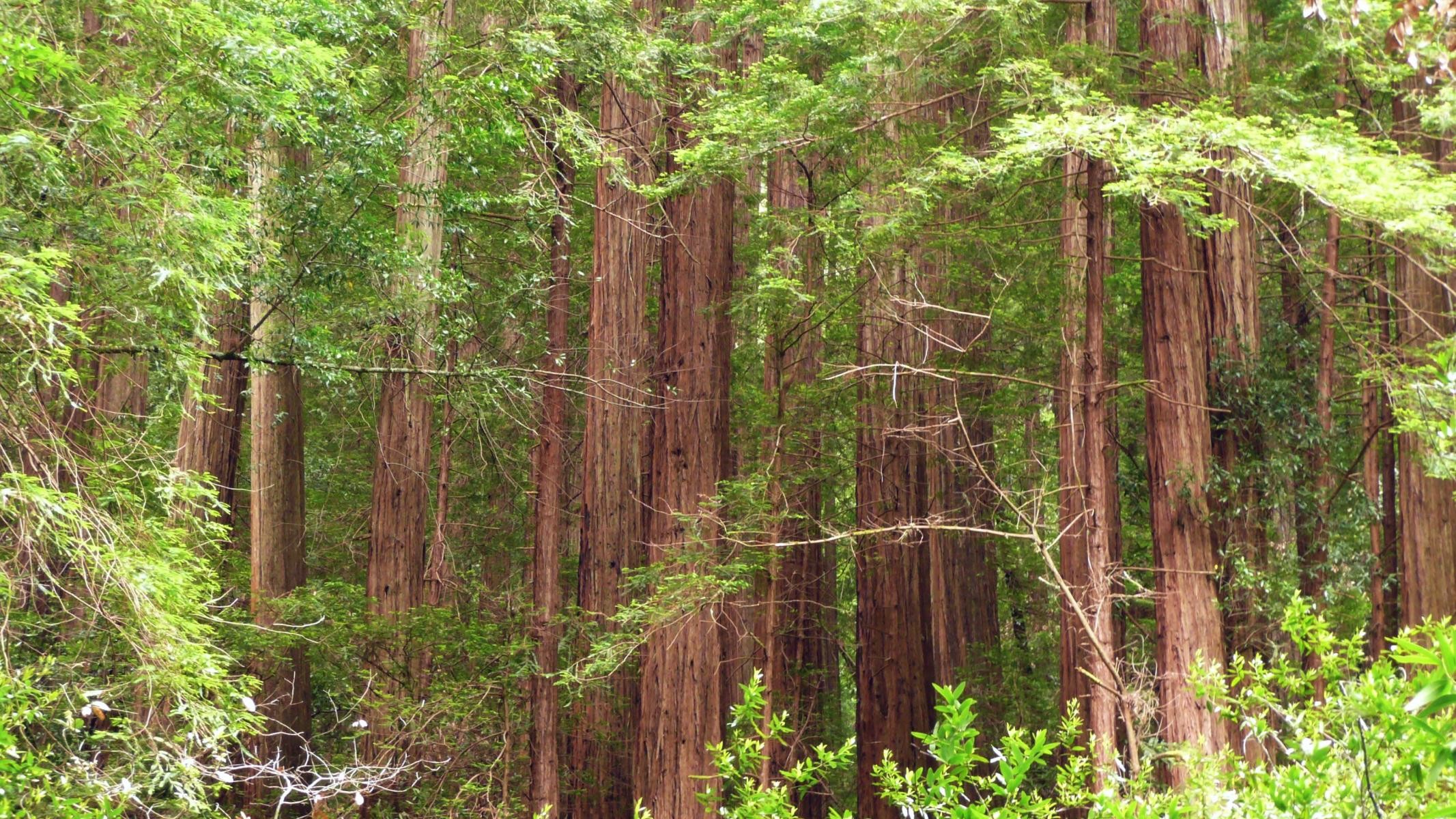 2133x1200 Redwood Trees