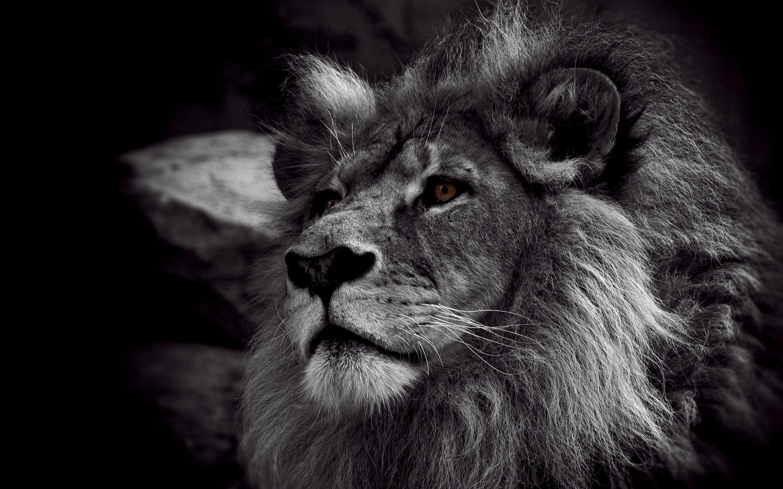 2560x1600 Lion Black And White Wallpapers High Resolution For Desktop Wallpaper 2560  x 1600 px 1.2 MB