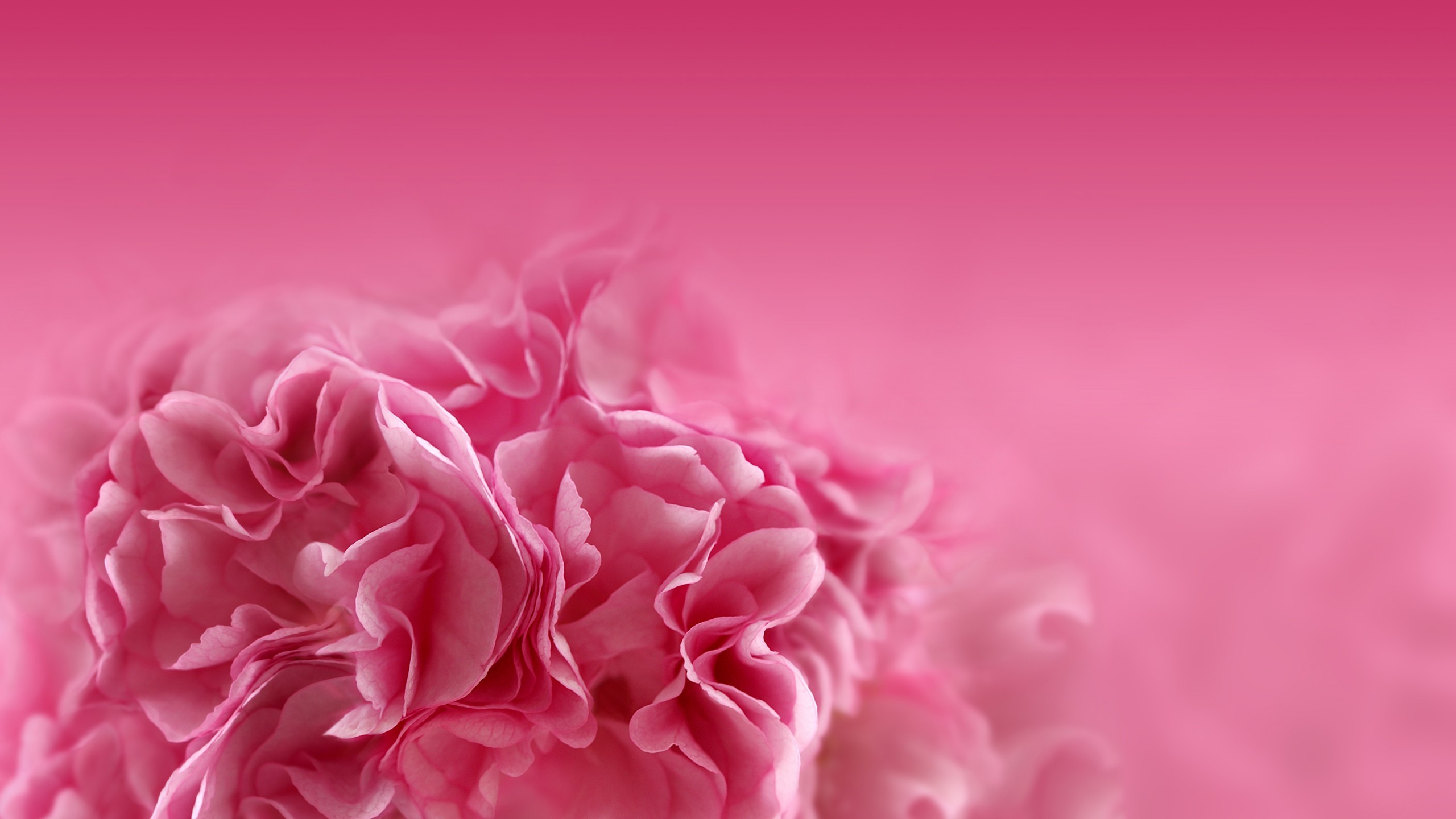 2560x1440 Tags: Pink flowers, HD
