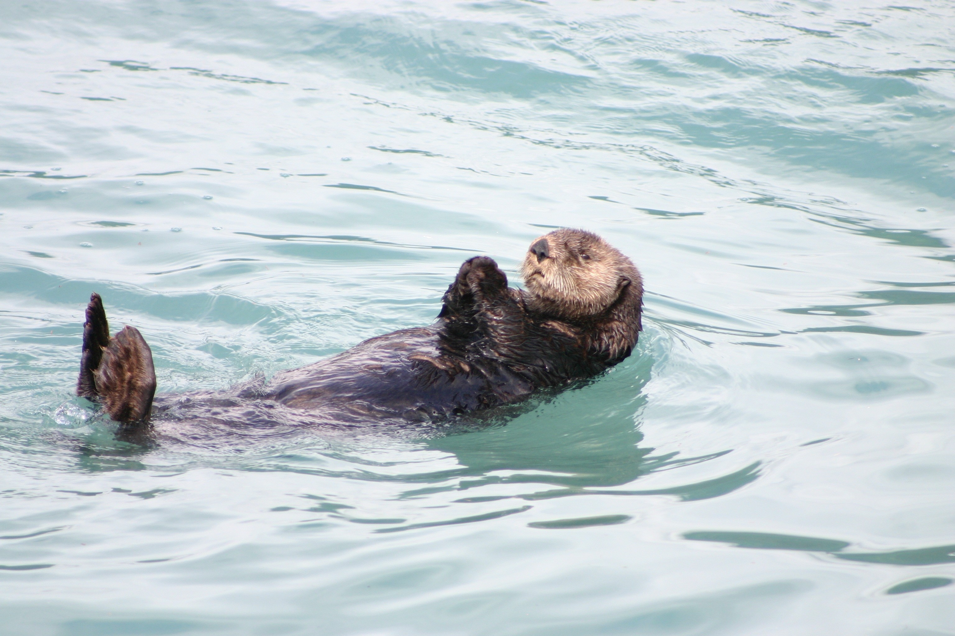 3072x2048 brown sea otter