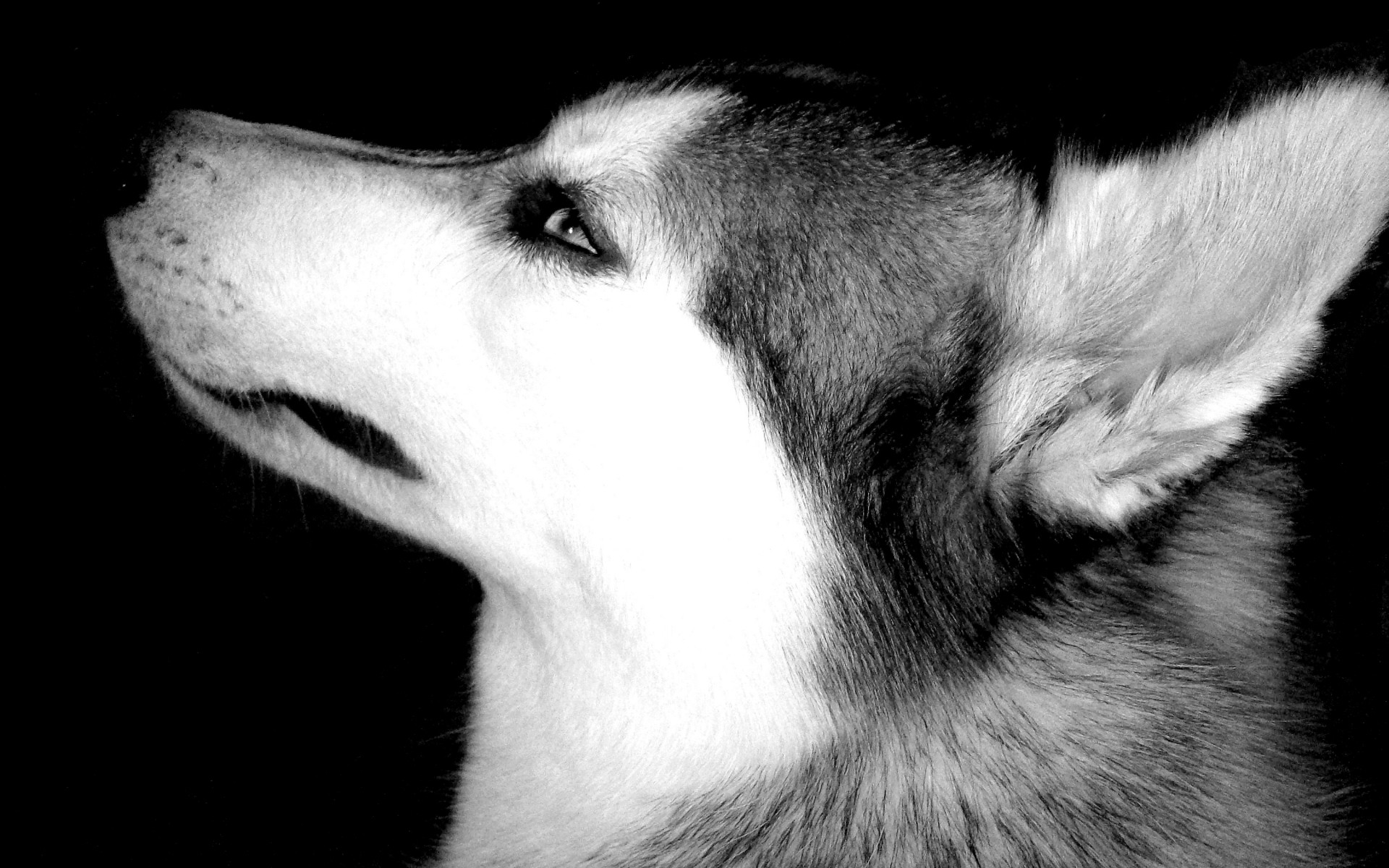 1920x1200 Siberian Husky Desktop Wallpaper HD