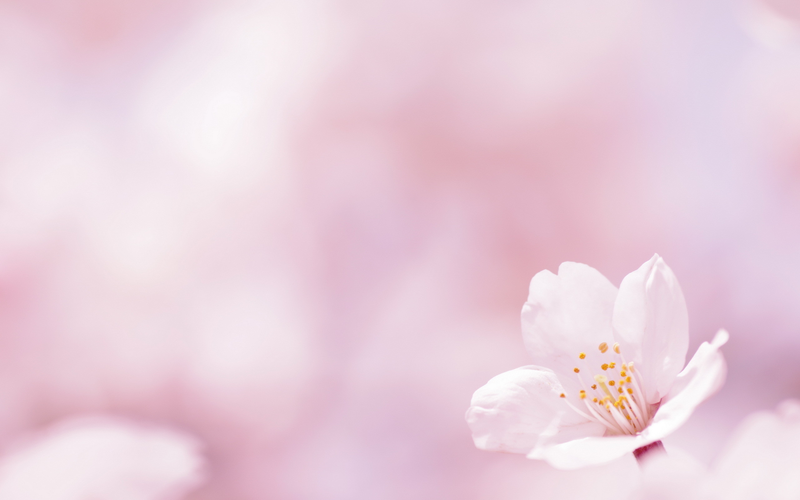 2560x1600 Beautiful Pink Spring Flowers Wallpaper Desktop Background Free px