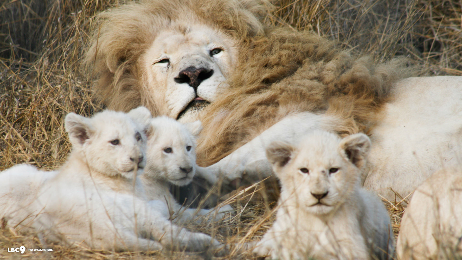 1920x1080 Baby White Lion HD Wallpapers 18662