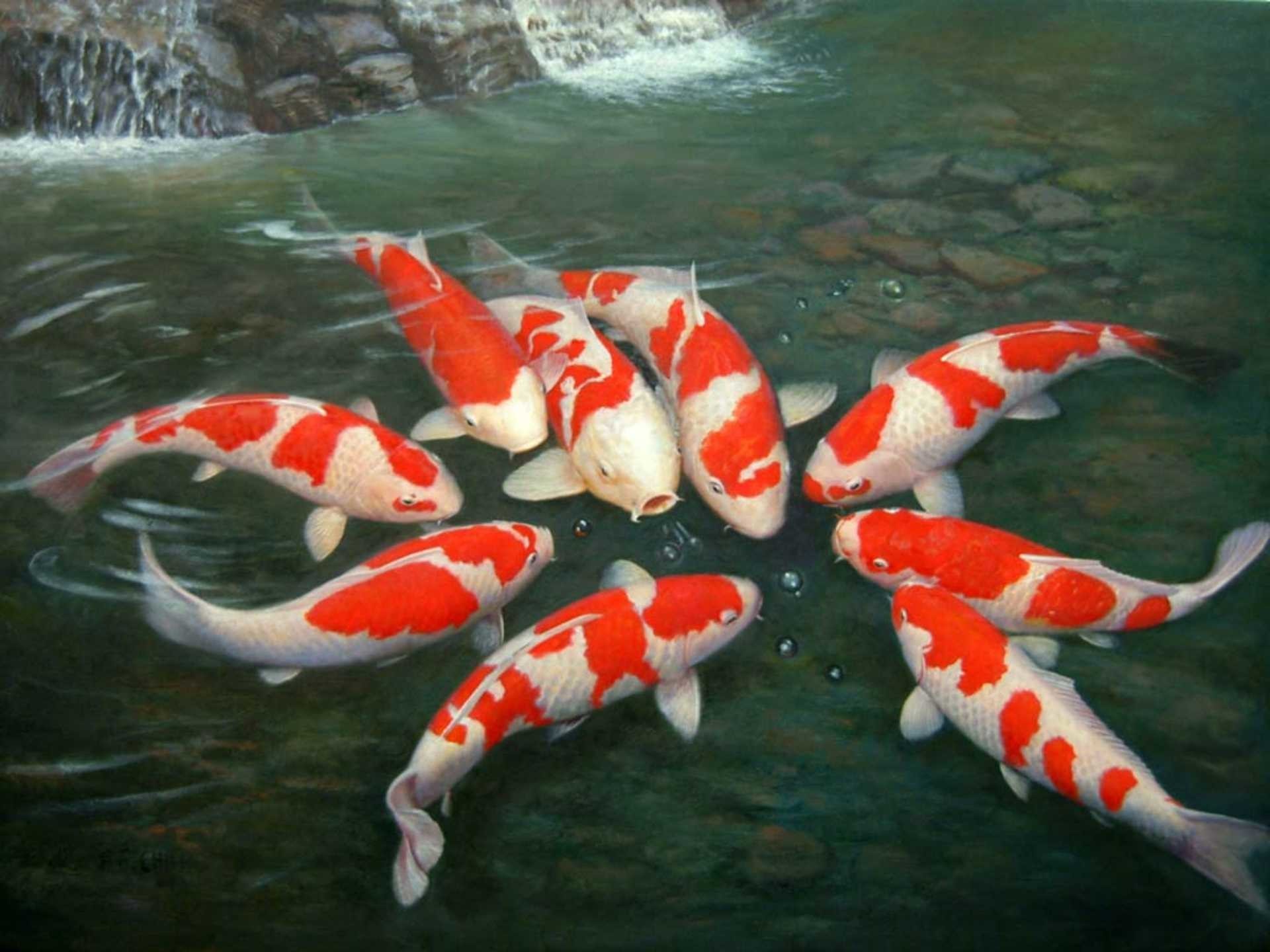 1920x1440  Koi Fish Hd Desktop Wallpaper Backgrounds Pics Of The Gallery For  Pond