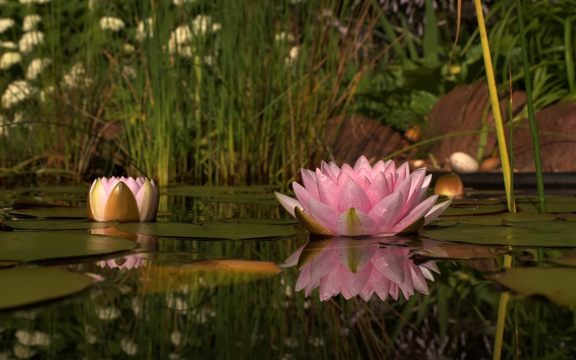 1920x1200 pictures of lotus flower. Â«Â«