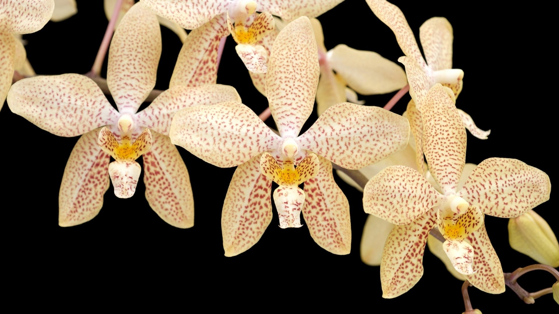 1920x1080 Preview orchids