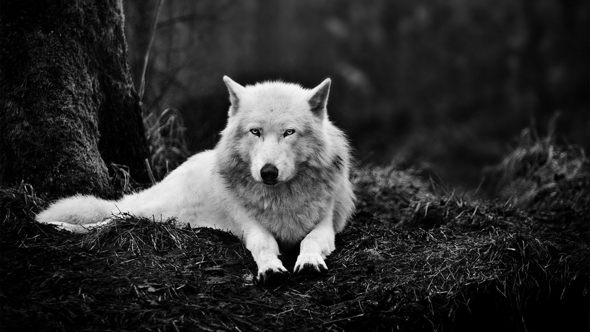 1920x1080 Dogs - Predator Wolf Wolves Carnivore High Resolution Dog Wallpaper for HD  16:9 High