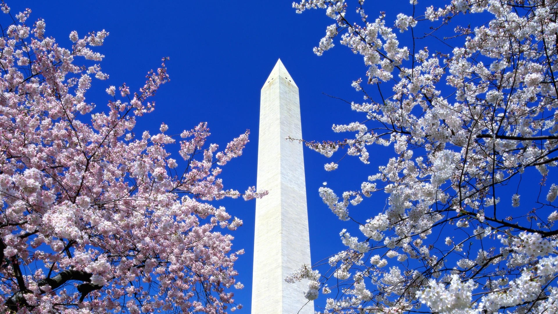 1920x1080 Cherry Blossoms In Washington Dc