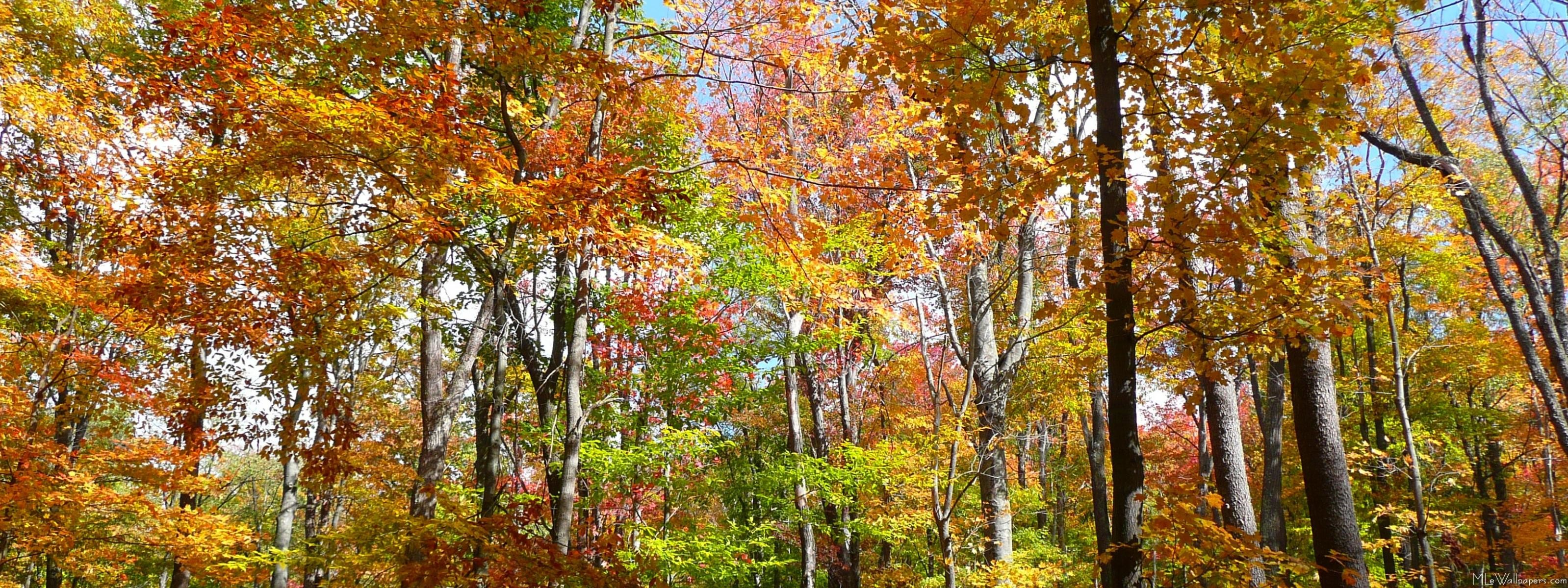 3197x1200 Fall Forest II