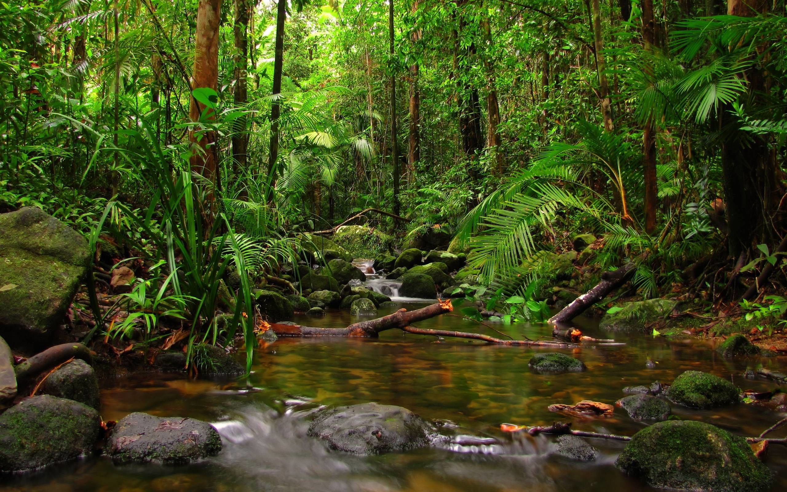 2560x1600  Creek rainforest Wallpaper