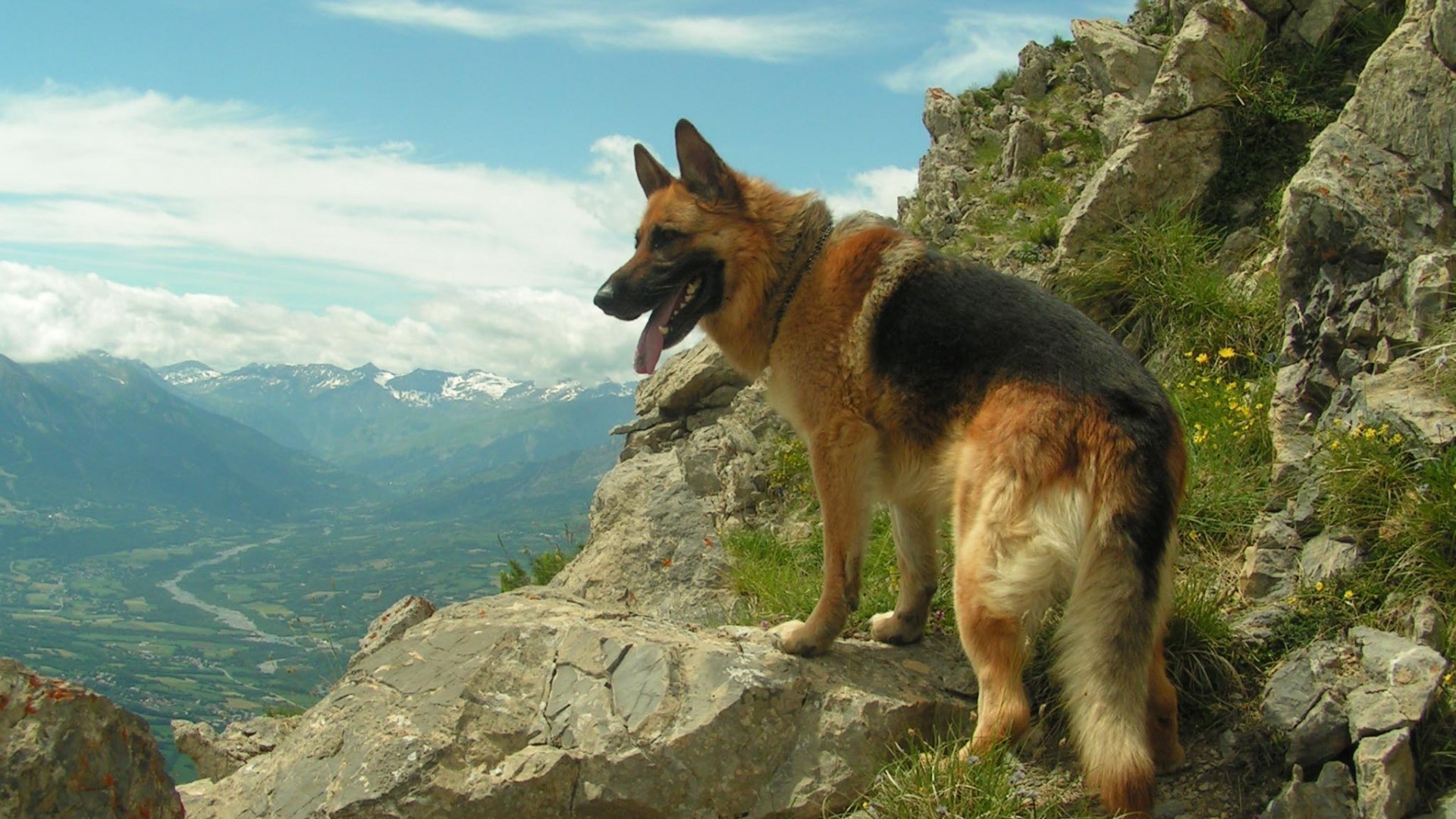 1920x1080 dog, German Shepherd, Animals, Mountain Wallpapers HD / Desktop and Mobile  Backgrounds