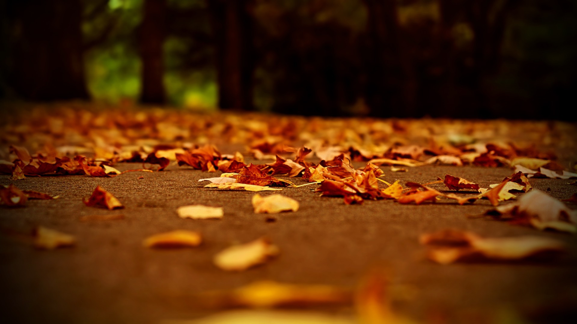 1920x1080 Find this Pin and more on Beauty. autumn leaves depth of field fallen  leaves wallpaper