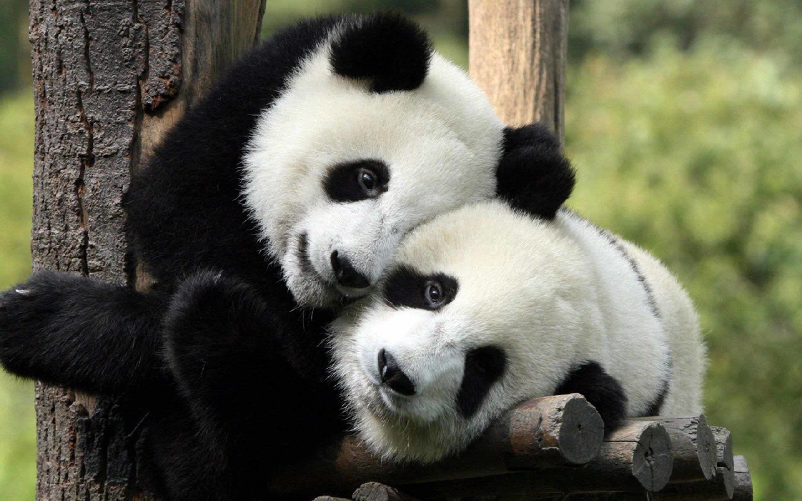 2560x1600 Giant panda animal love hd wallpaper download
