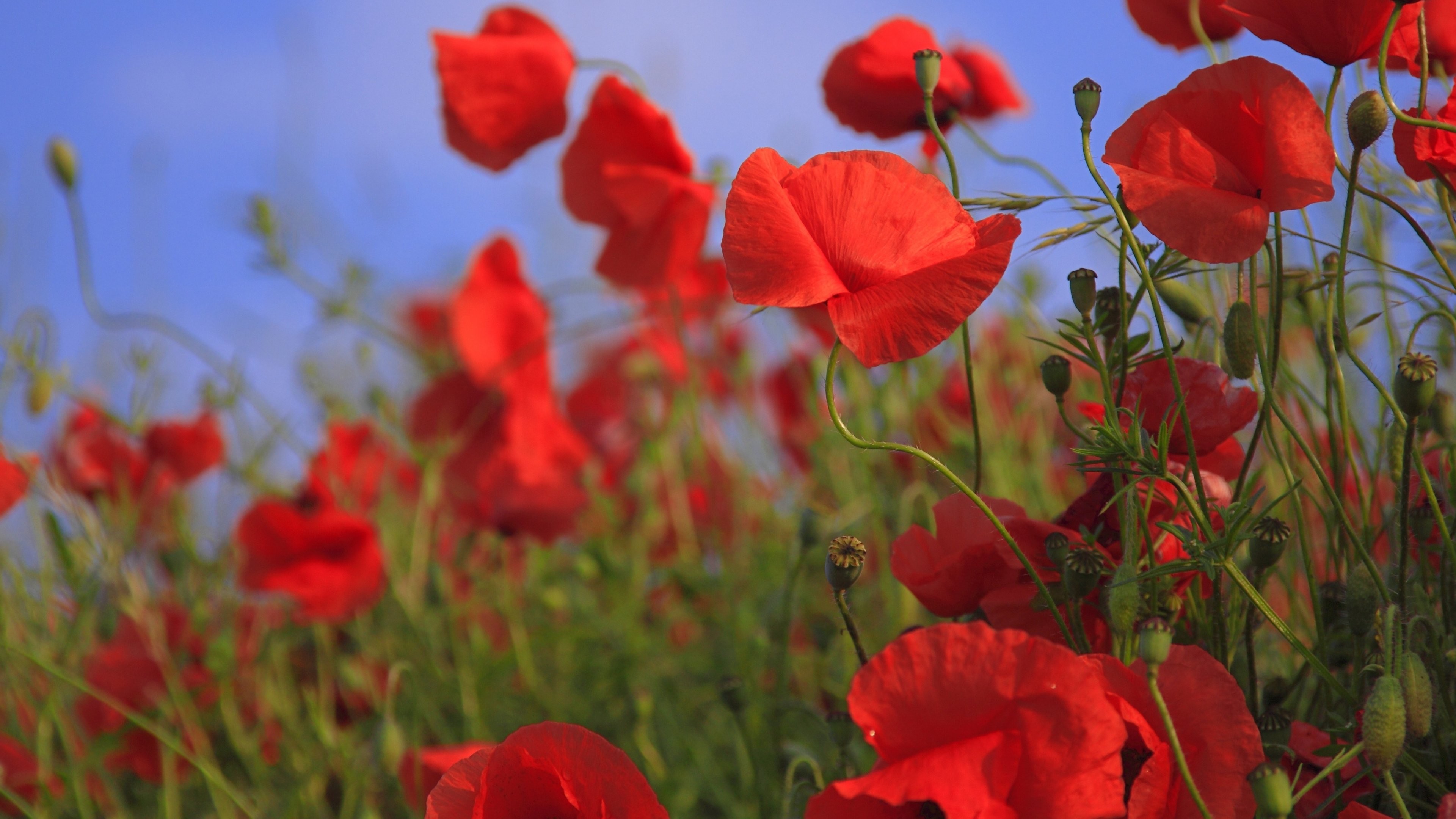 3840x2160 Red Poppies Wallpaper